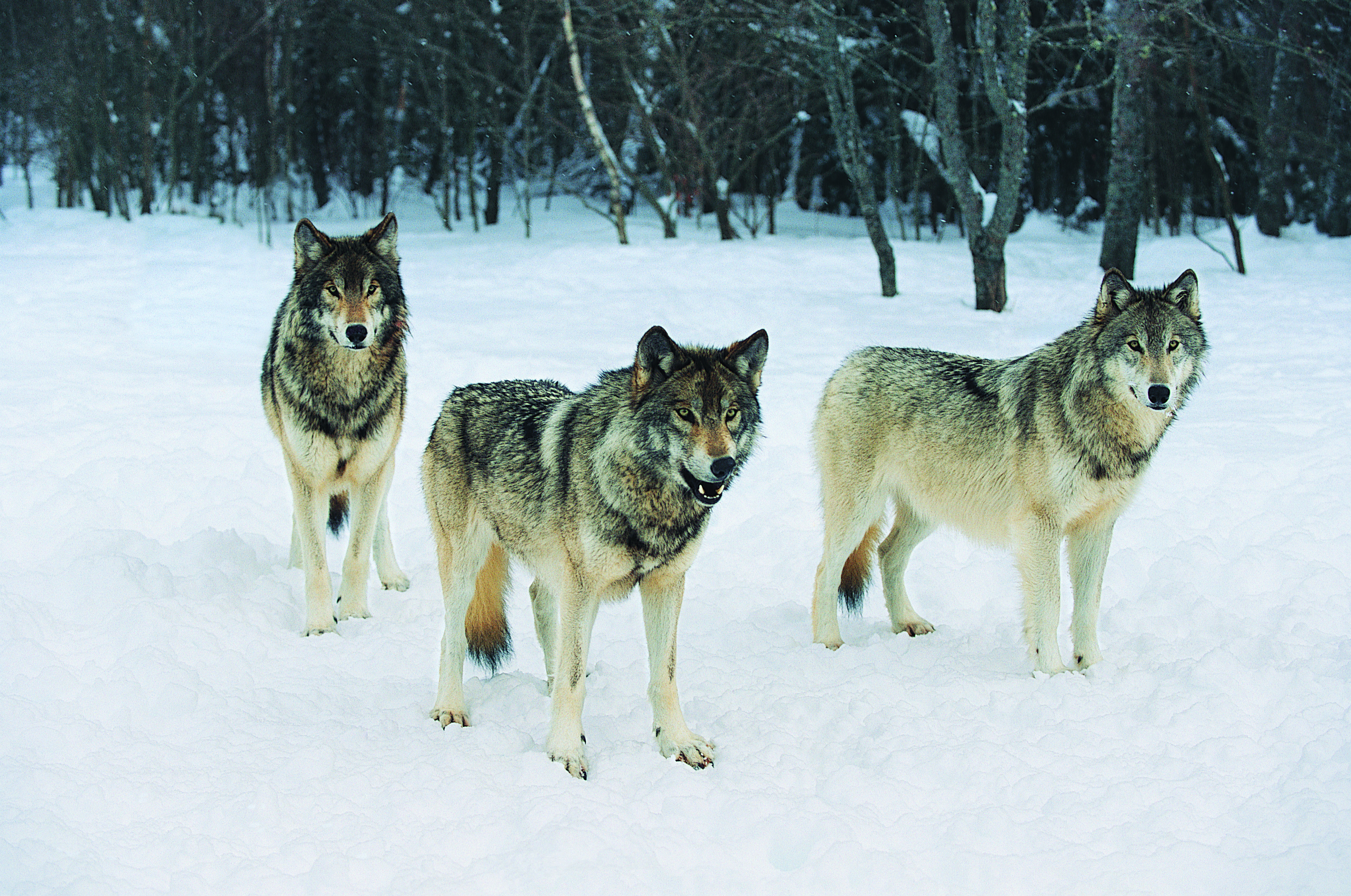Волки в Ставропольском крае