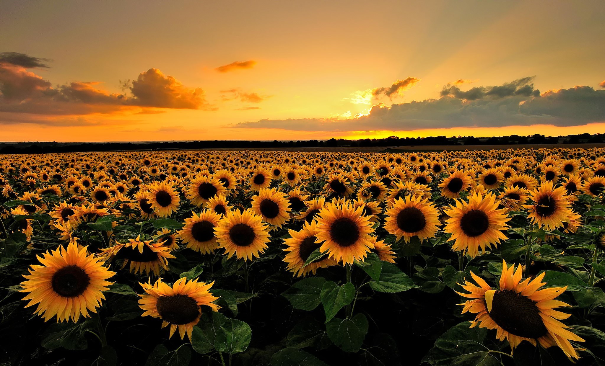 342698 скачать обои подсолнух, поле, лето, желтый цветок, восход солнца, земля/природа, цветок, флауэрсы - заставки и картинки бесплатно