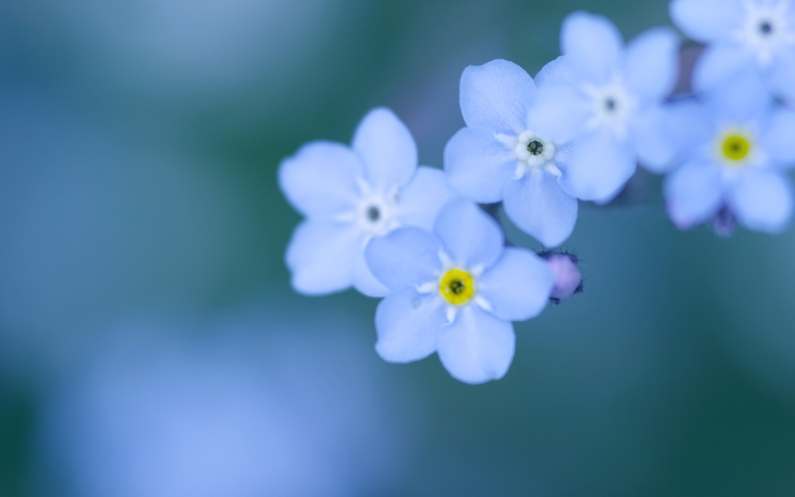 картинки на телефон красивые мелкие цветочки