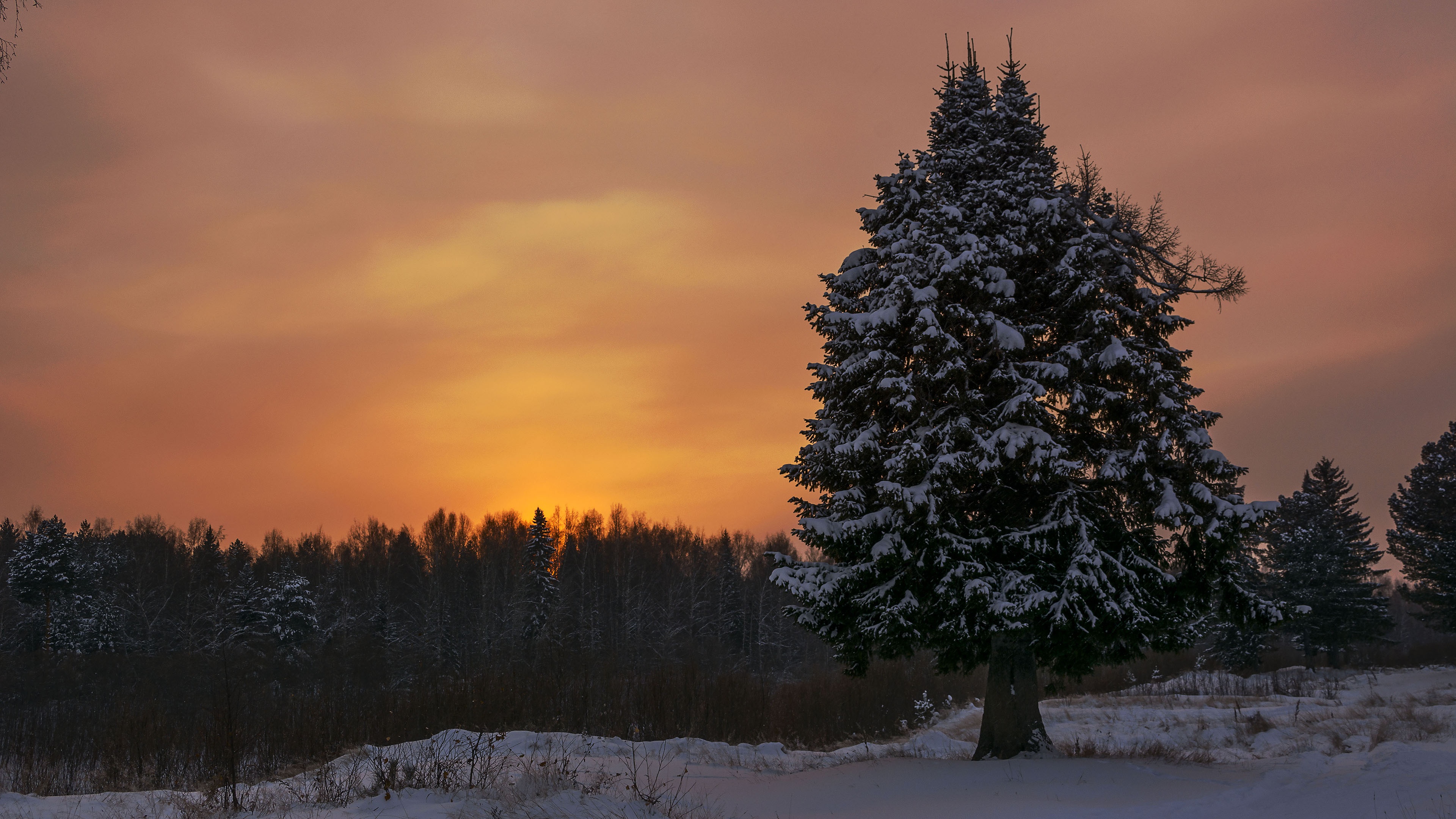 earth, winter, evening, snow, spruce 4K