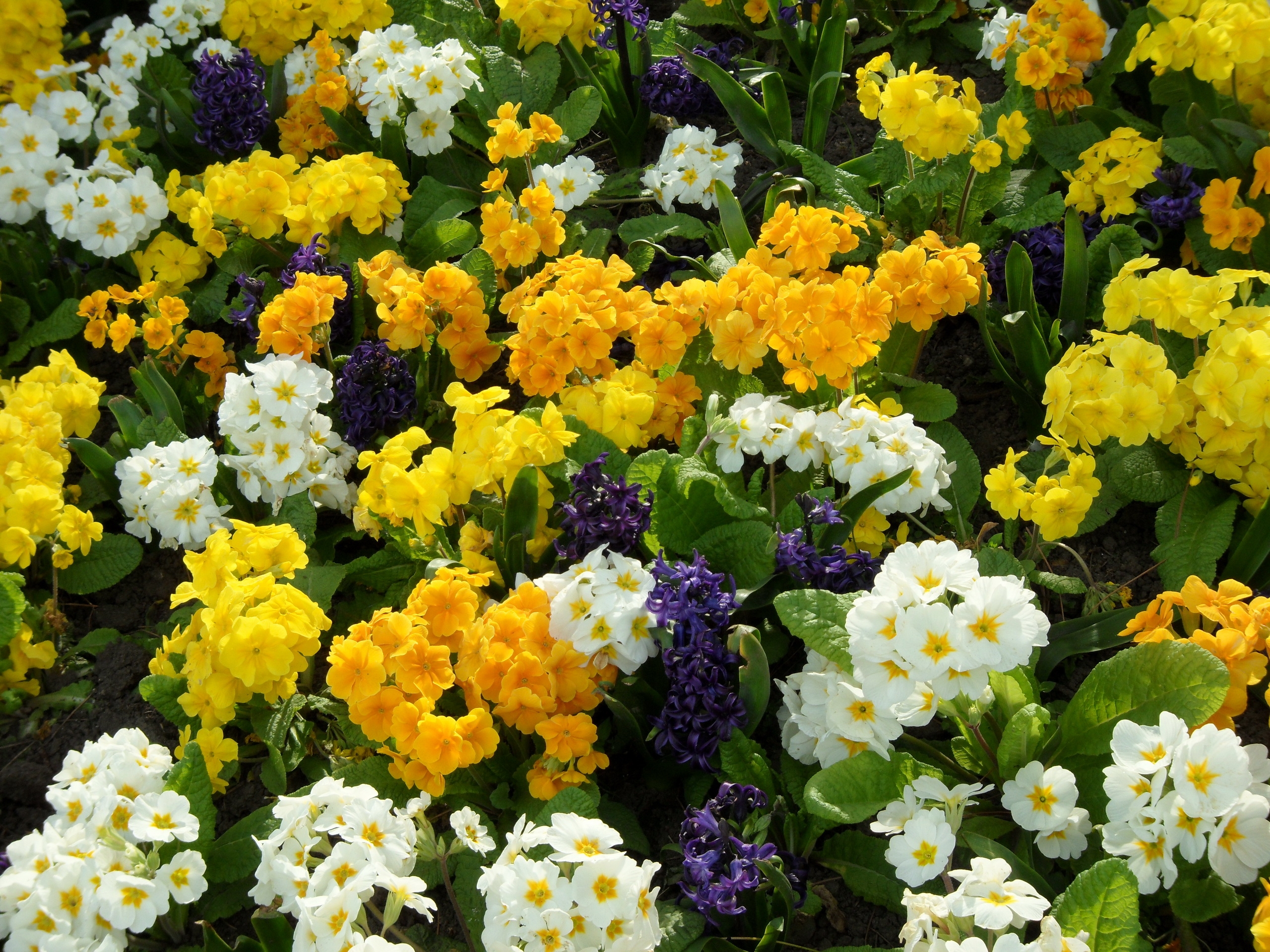Téléchargez gratuitement l'image Hyacinth, Légumes Verts, Verdure, Primevère, Fleurs, Parterre, Parterre De Fleurs sur le bureau de votre PC