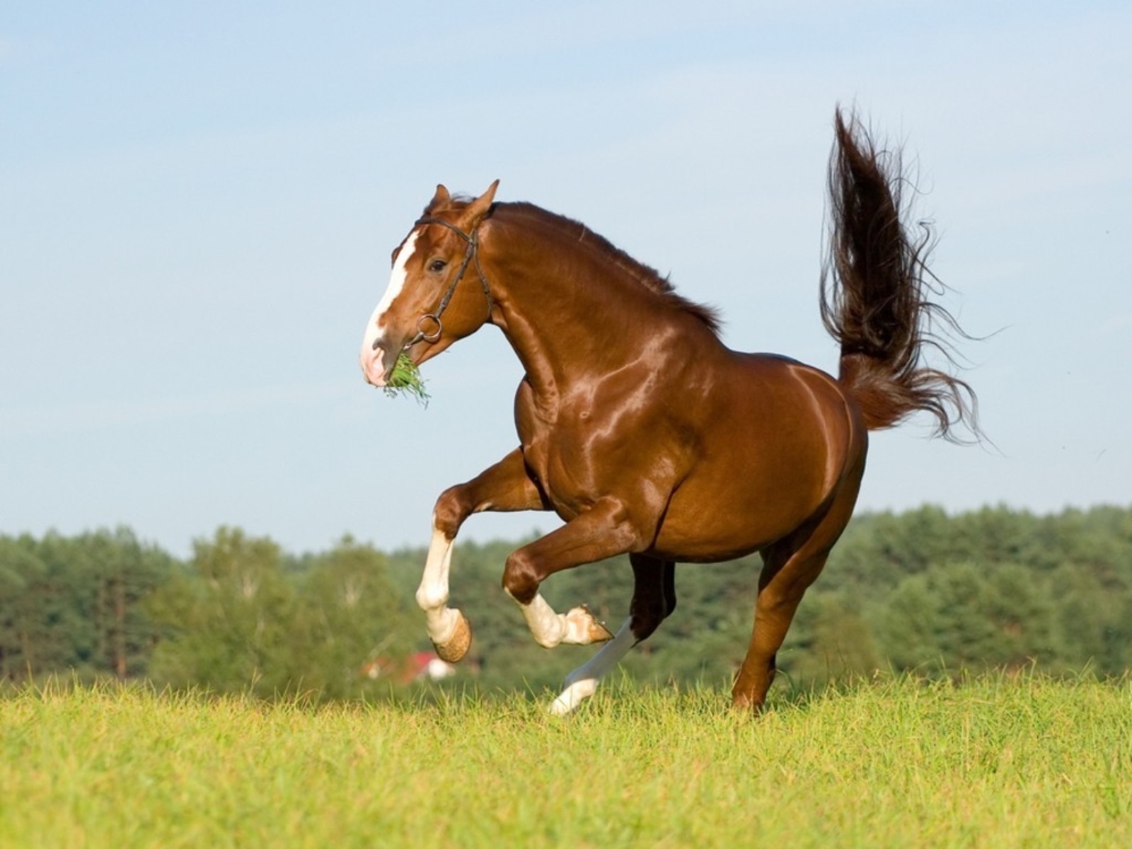 HD wallpaper horses, animals