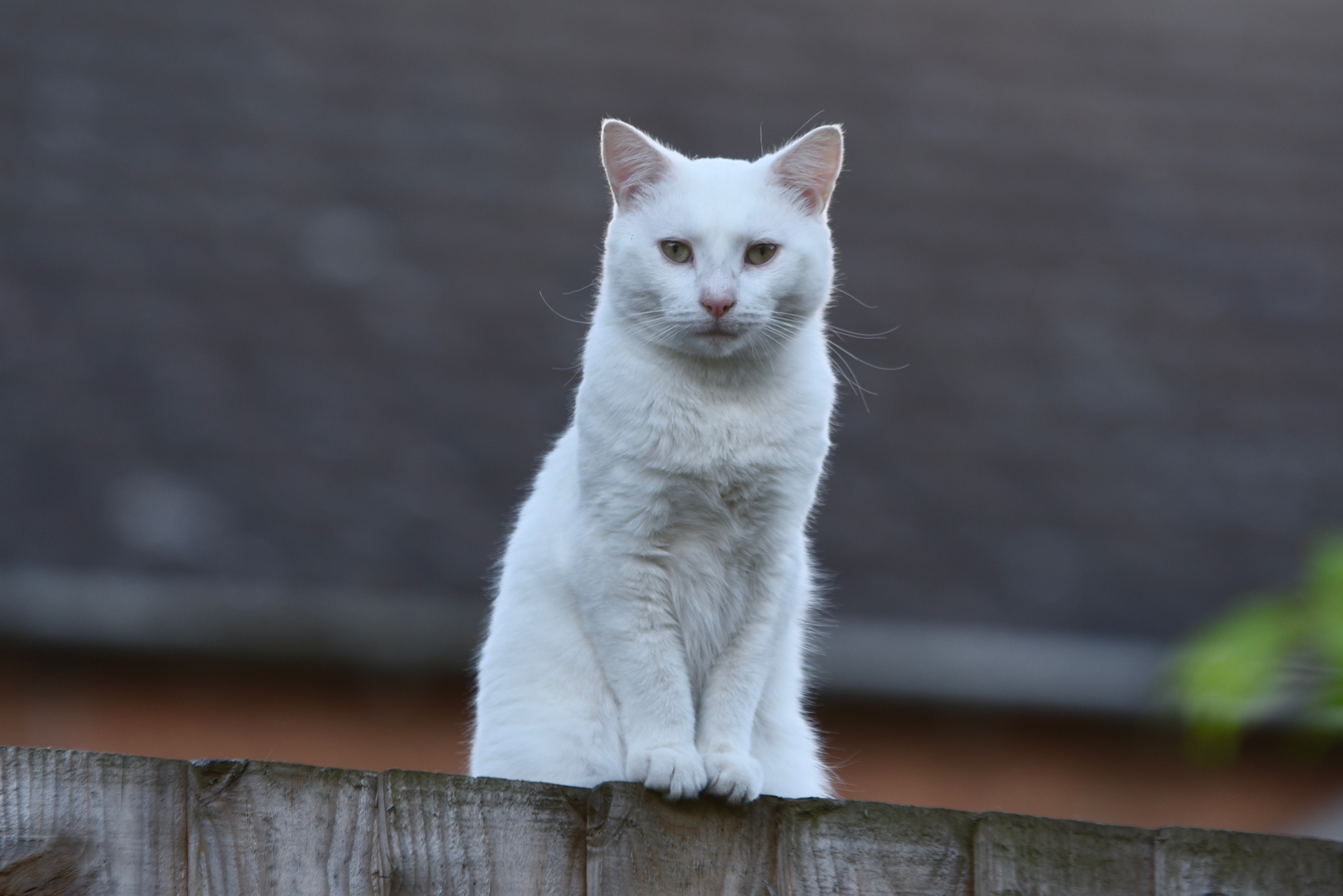 Белый котенок сидит
