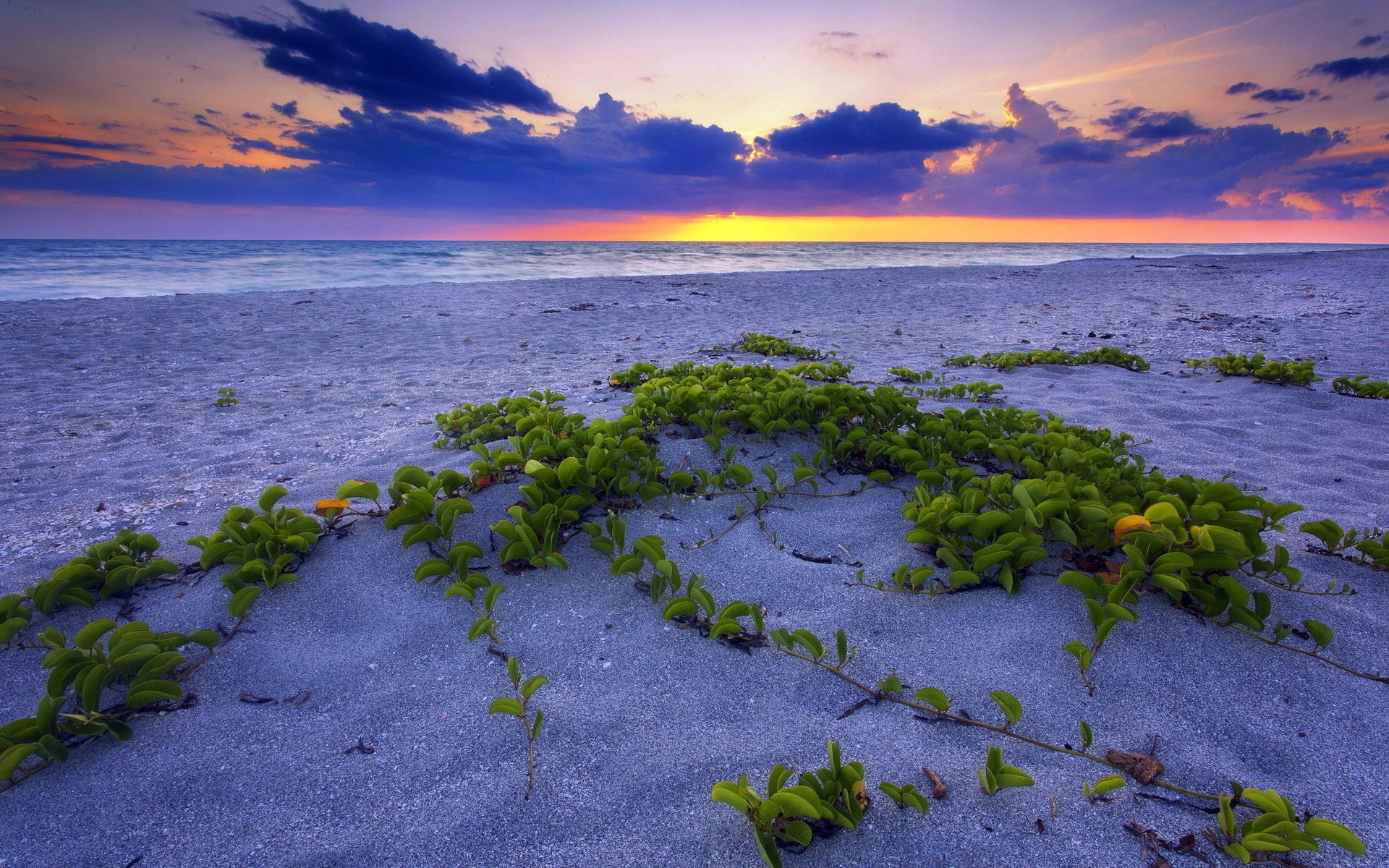 nature, sunset, leaves, sea, beach, sand, horizon, vegetation, grains High Definition image
