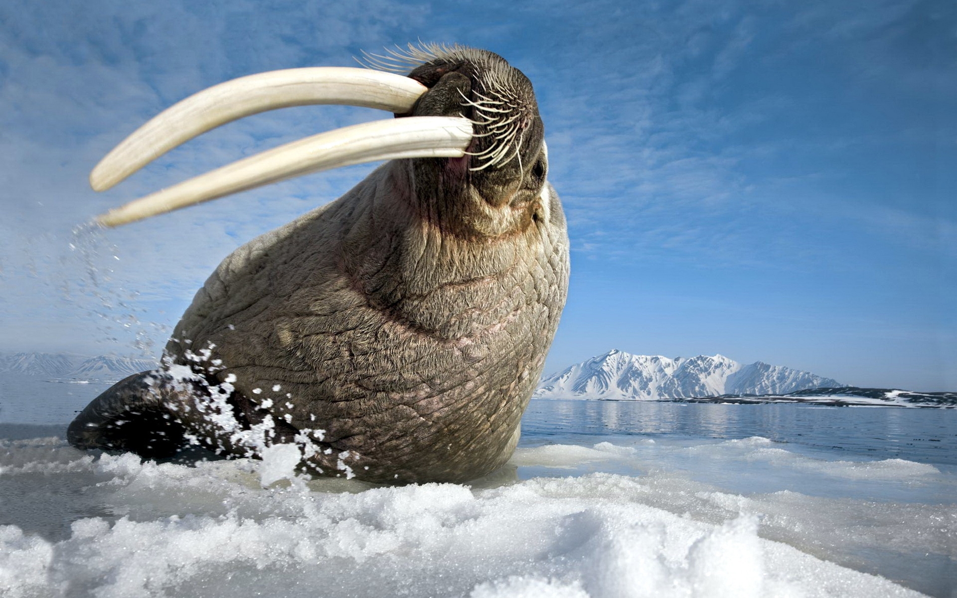 Free HD animal, walrus