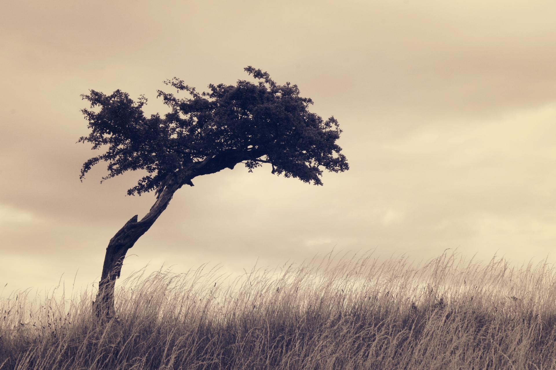 Mobile wallpaper earth, tree, grass, lonely tree, nature, sepia, trees