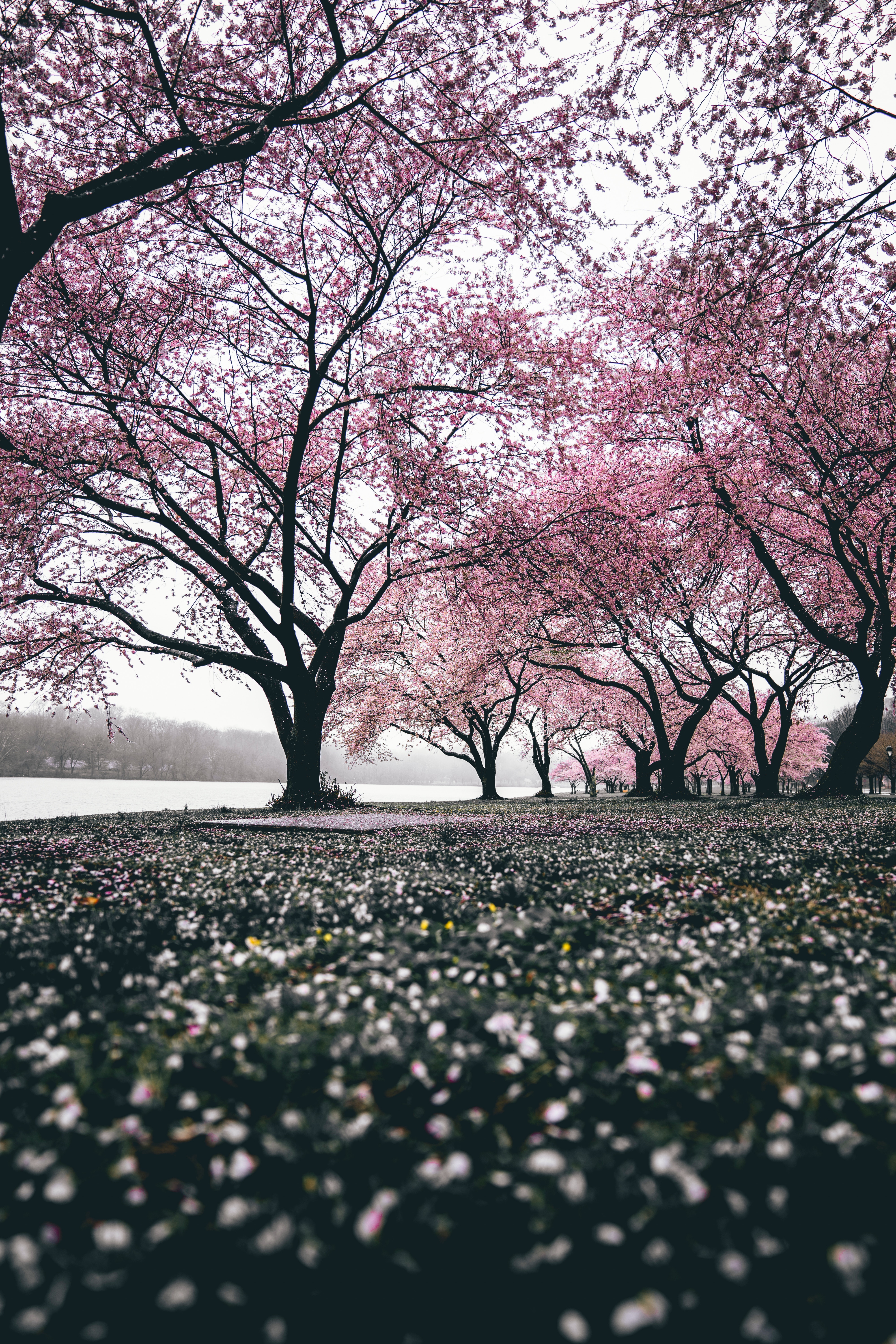 94774 télécharger le fond d'écran sakura, fleurs, arbres, nature, floraison, épanouissement - économiseurs d'écran et images gratuitement