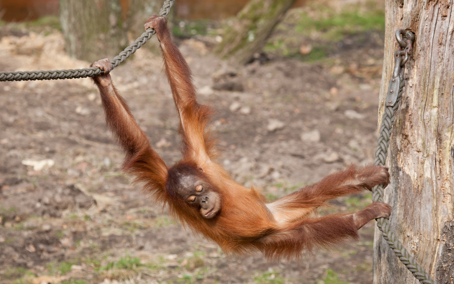 256101 baixar imagens animais, orangotango, primata, jardim zoológico, macacos - papéis de parede e protetores de tela gratuitamente