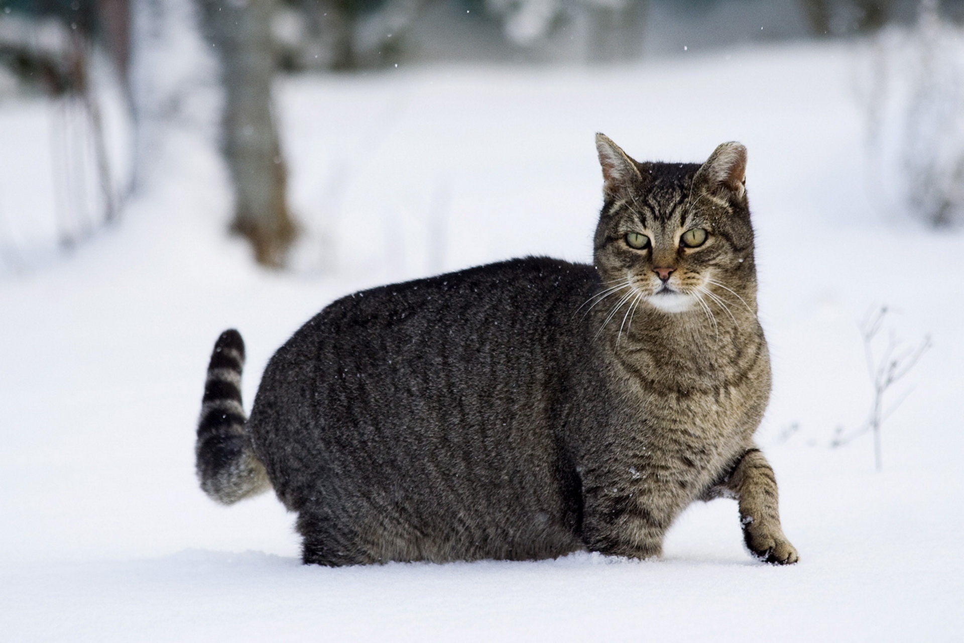 Free download wallpaper Stroll, Winter, Snow, Cat, Animals on your PC desktop