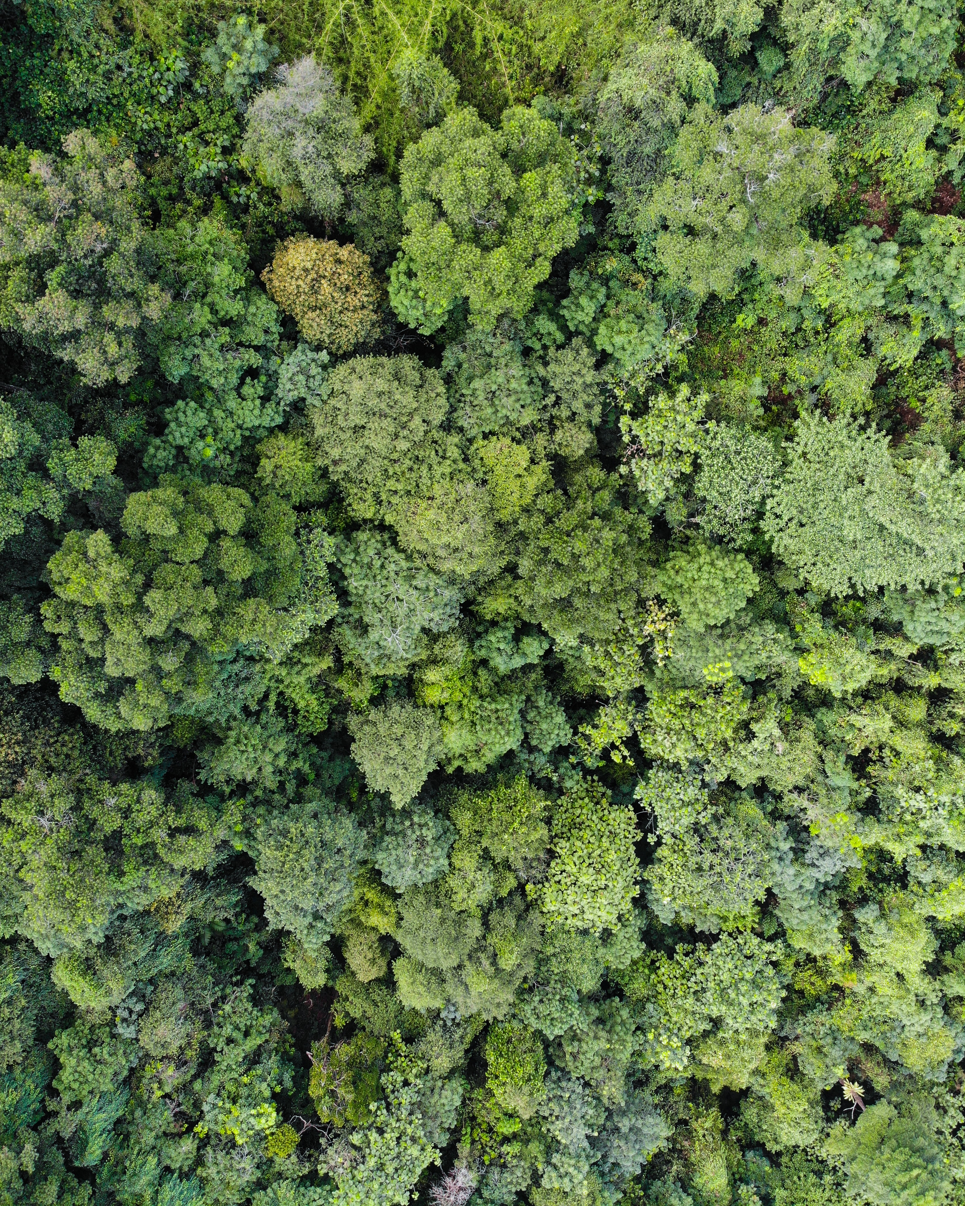 無料モバイル壁紙自然, 木, 上から見る, 森, 森林をダウンロードします。
