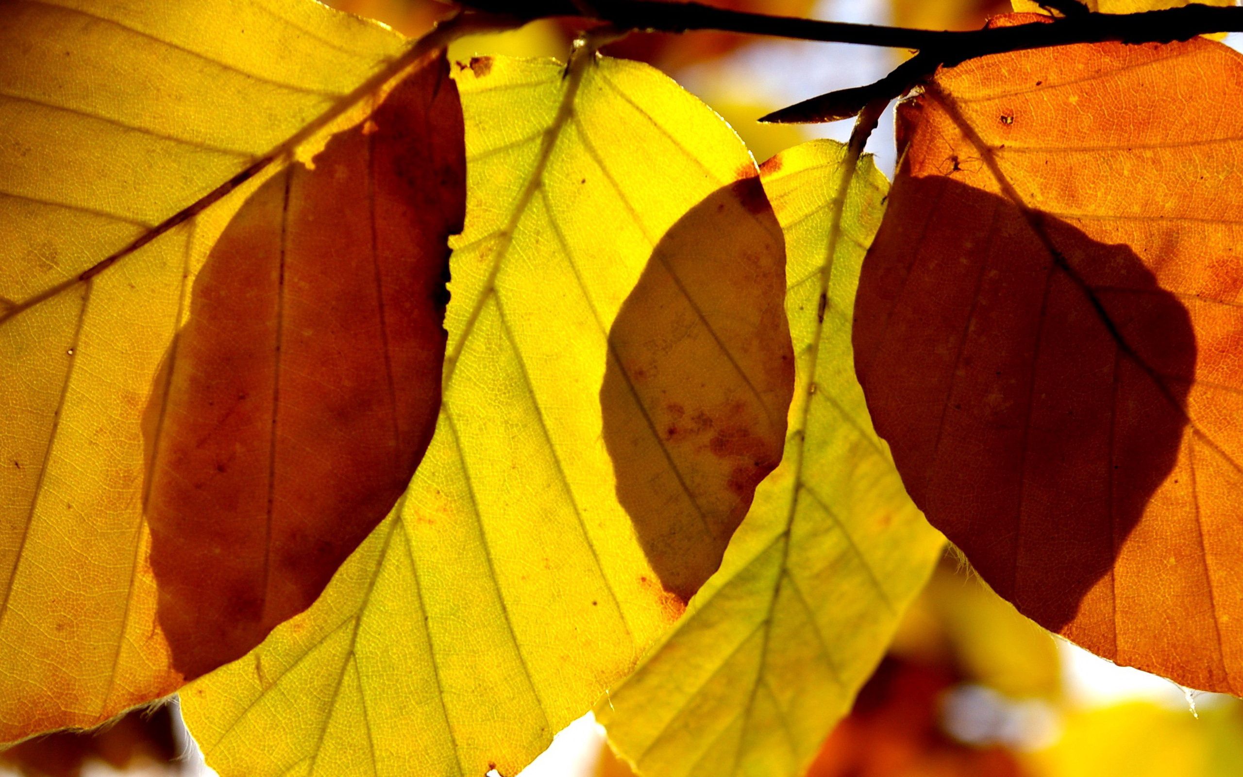 Download mobile wallpaper Leaves, Macro, Veins, Shine, Light, Shadow for free.