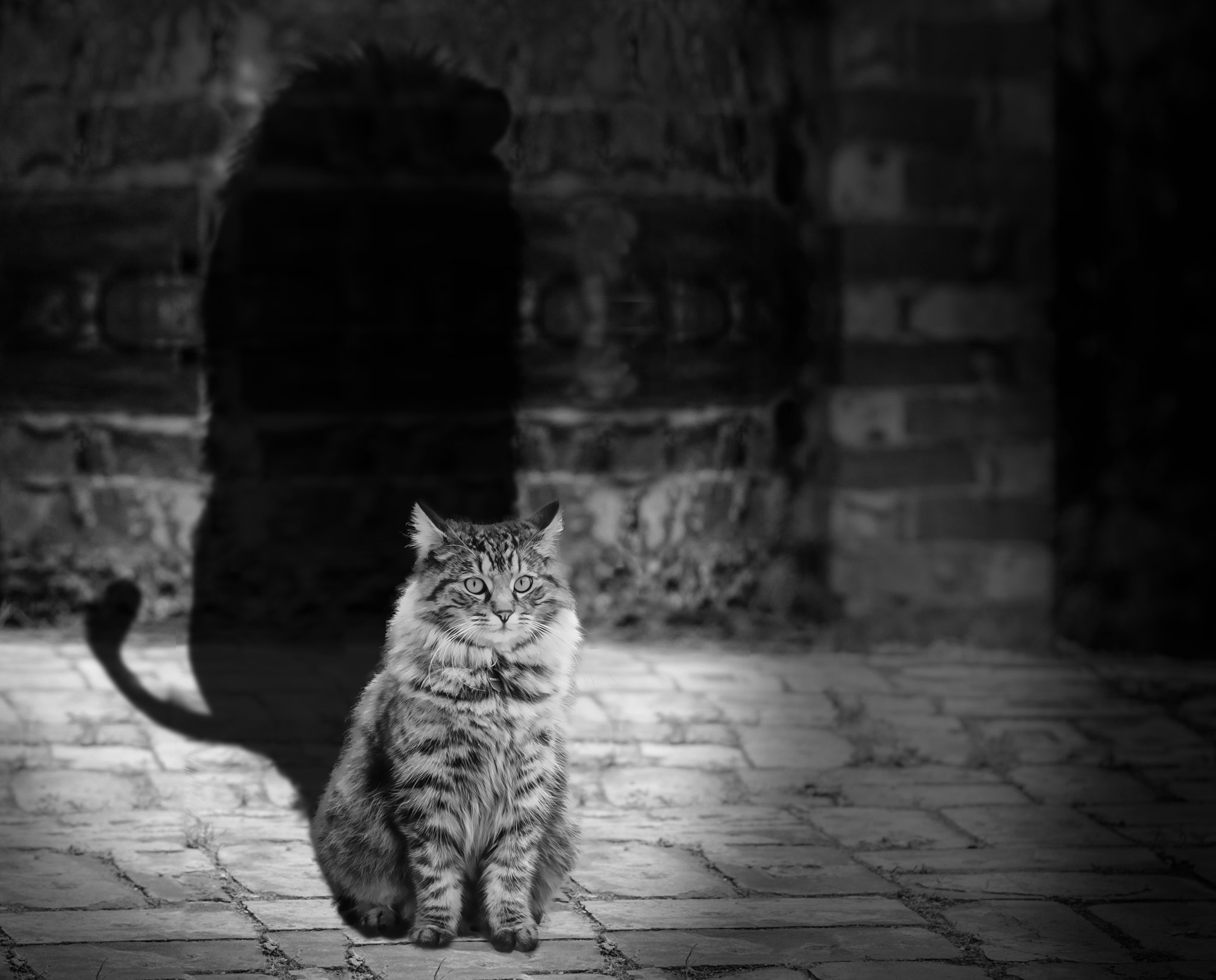 chb, animals, cat, shadow, lion, bw images