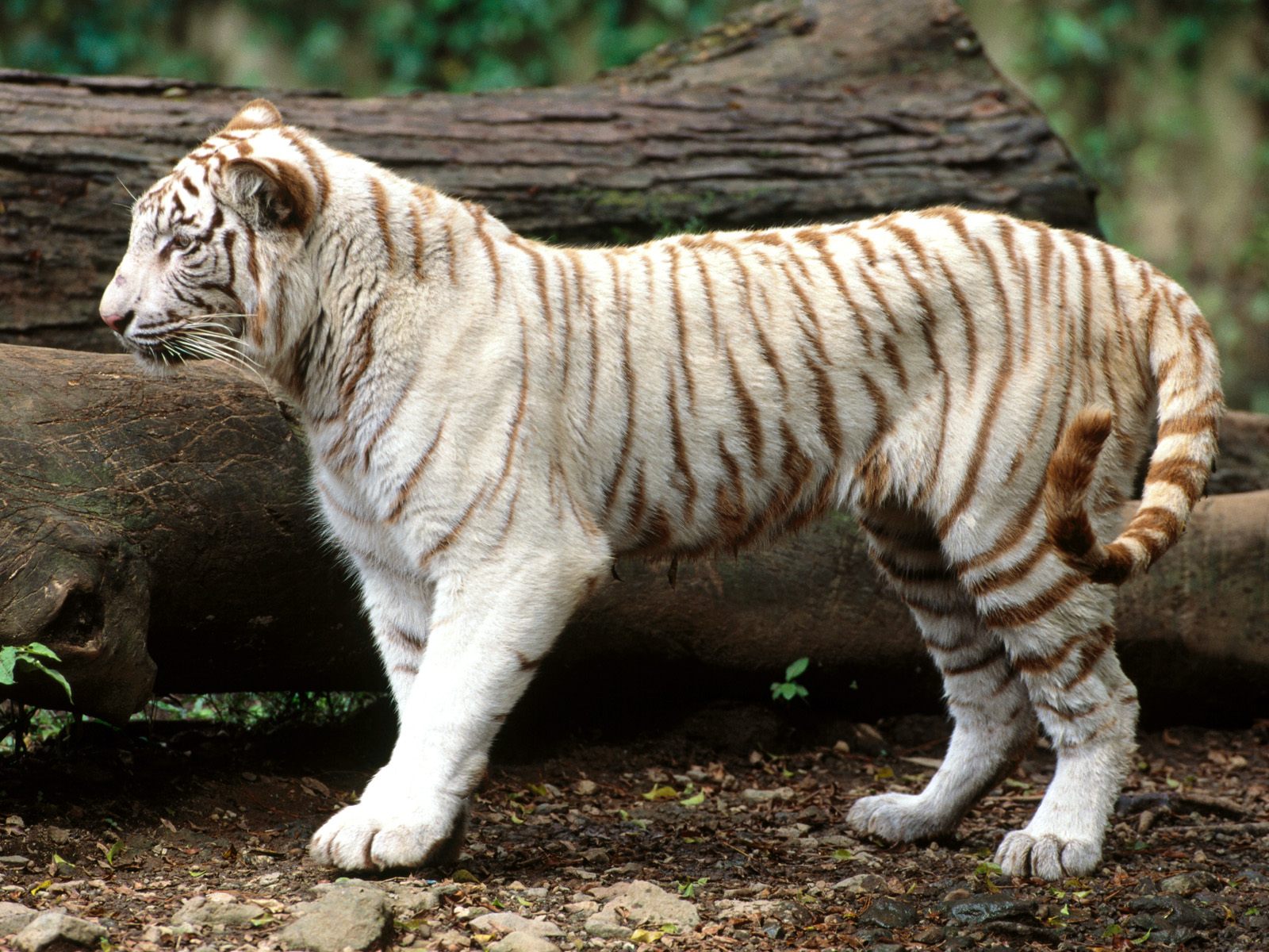 У животных порода у растений. ТИГОН тигролев. ТИГОН гибрид. Королевский ТИГОН гибрид. Золотой бенгальский тигр.