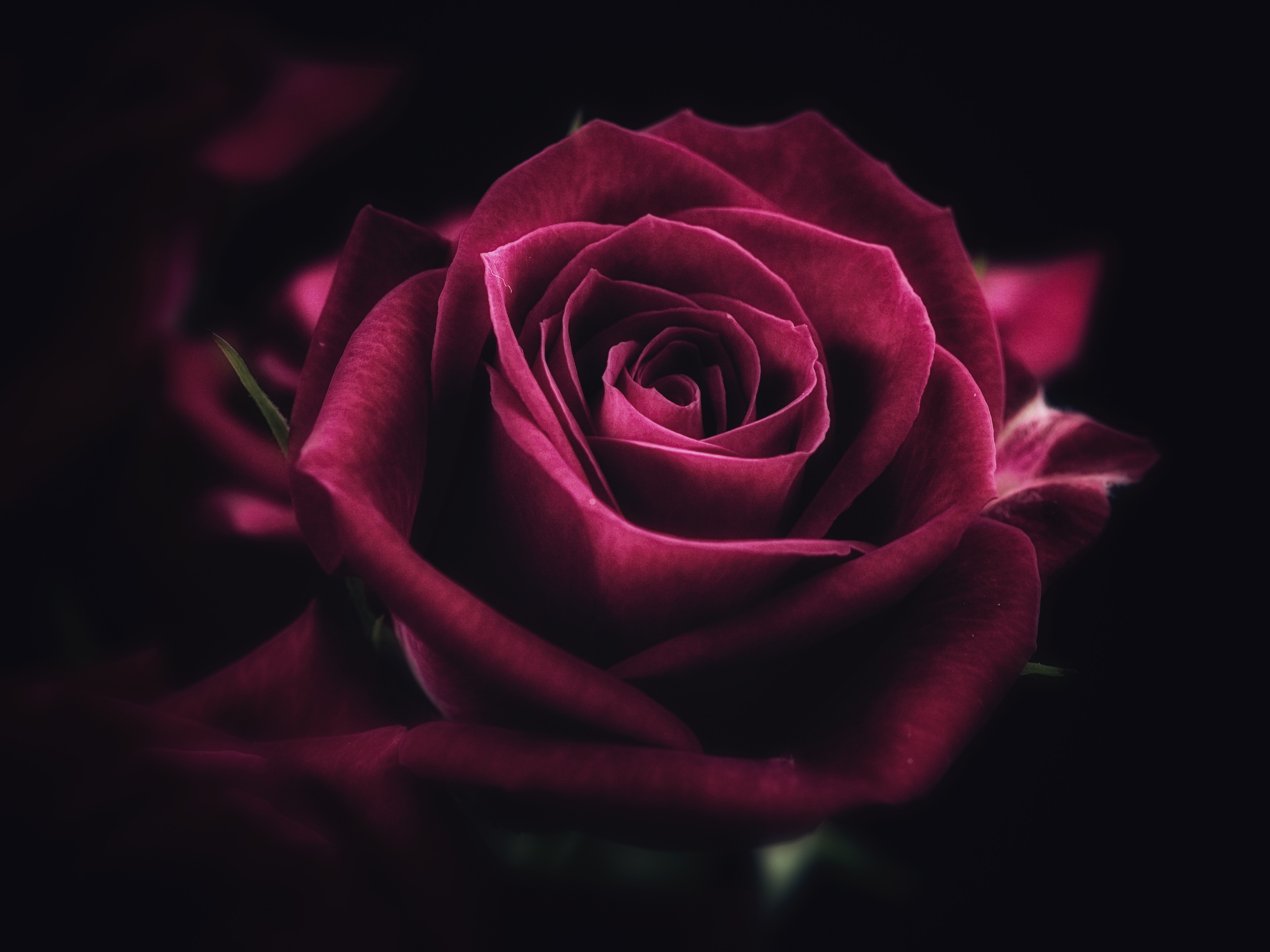 petals, rose, rose flower, flower, flowers, close up High Definition image