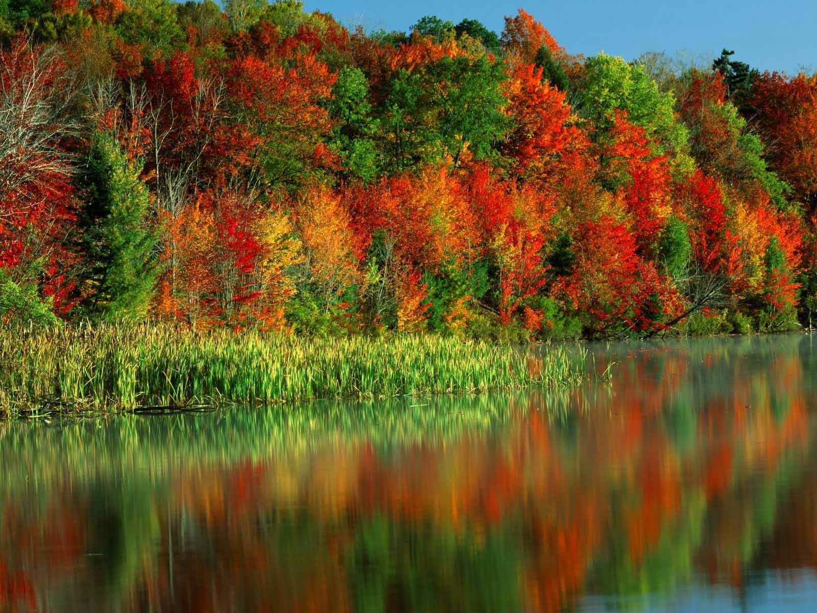 Скачать картинку Деревья, Вода, Растения, Осень в телефон бесплатно.