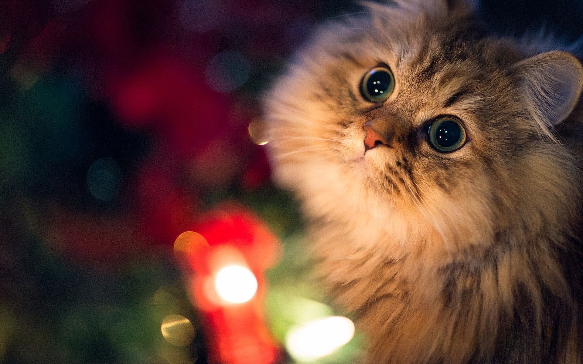 animals, cat, fluffy, muzzle, sight, opinion, expectation, waiting wallpapers for tablet