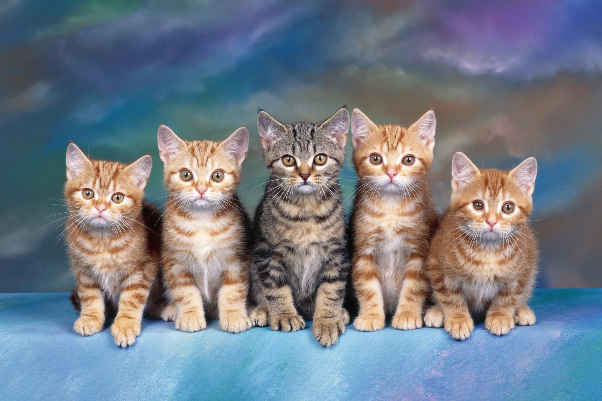 family, cute, lot, animals, sit, kittens Aesthetic wallpaper