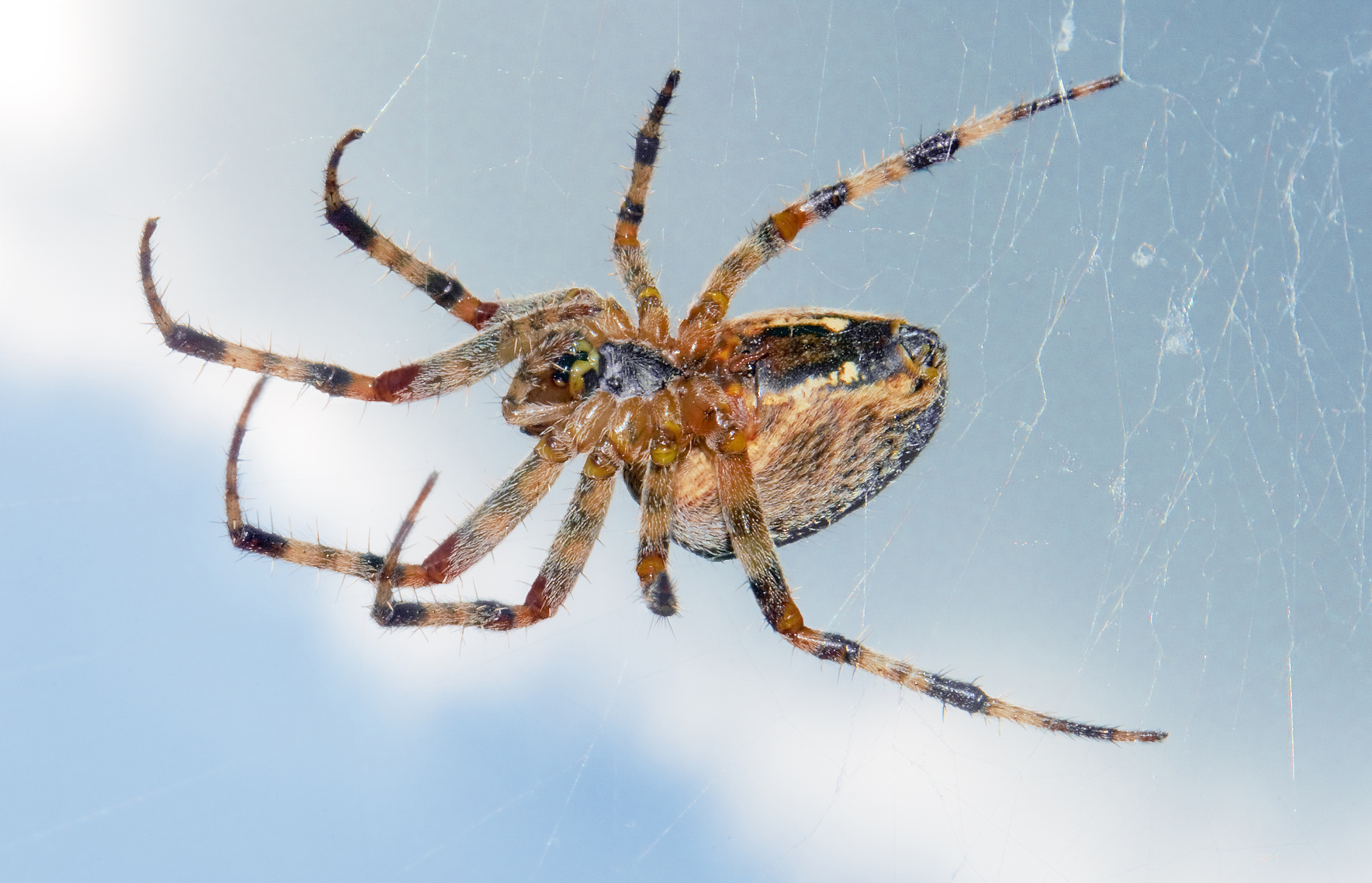 Araneus diadematus паук крестовик