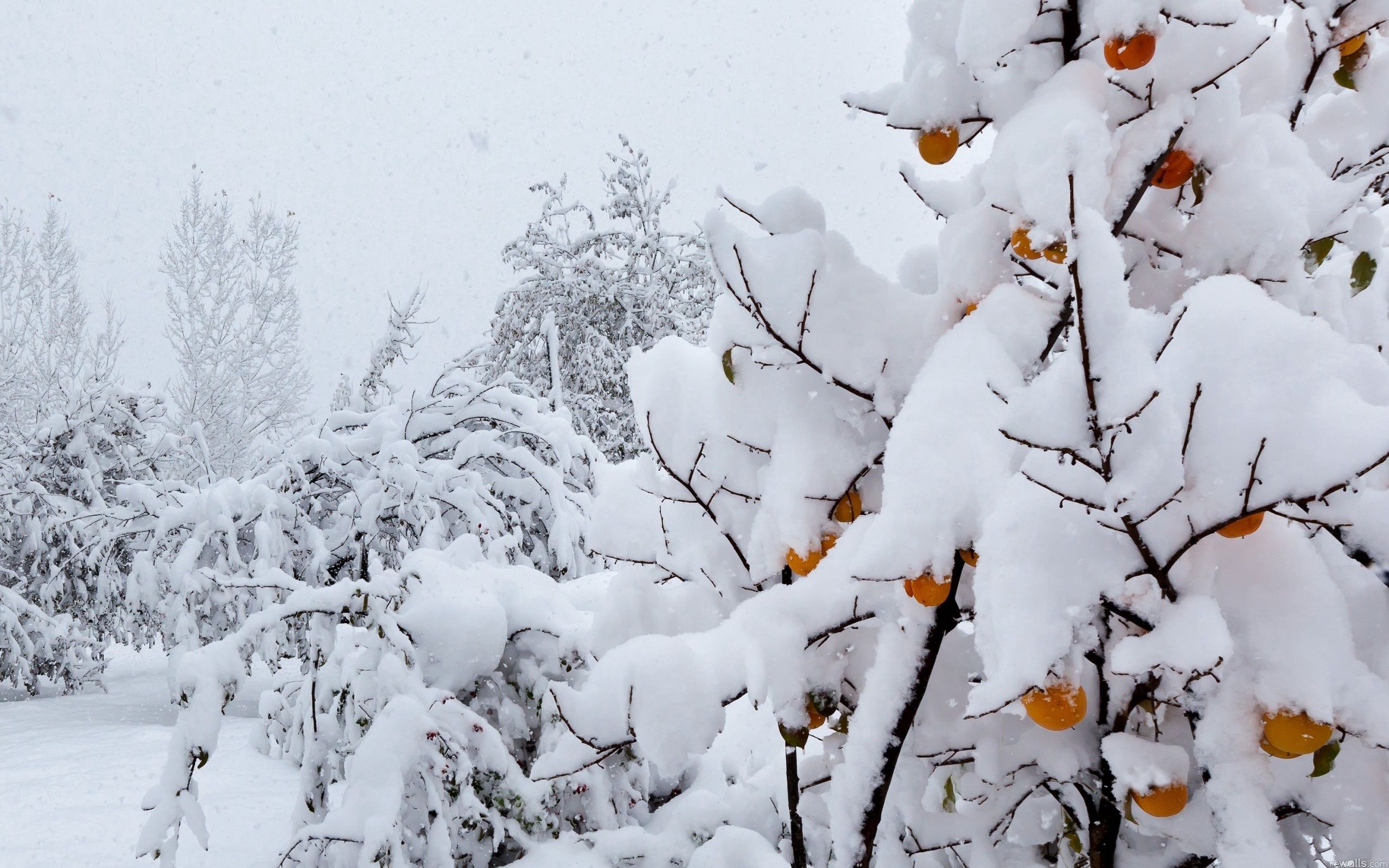 77861 скачать картинку снег, природа, деревья, персики, покров, погода, аномалия - обои и заставки бесплатно