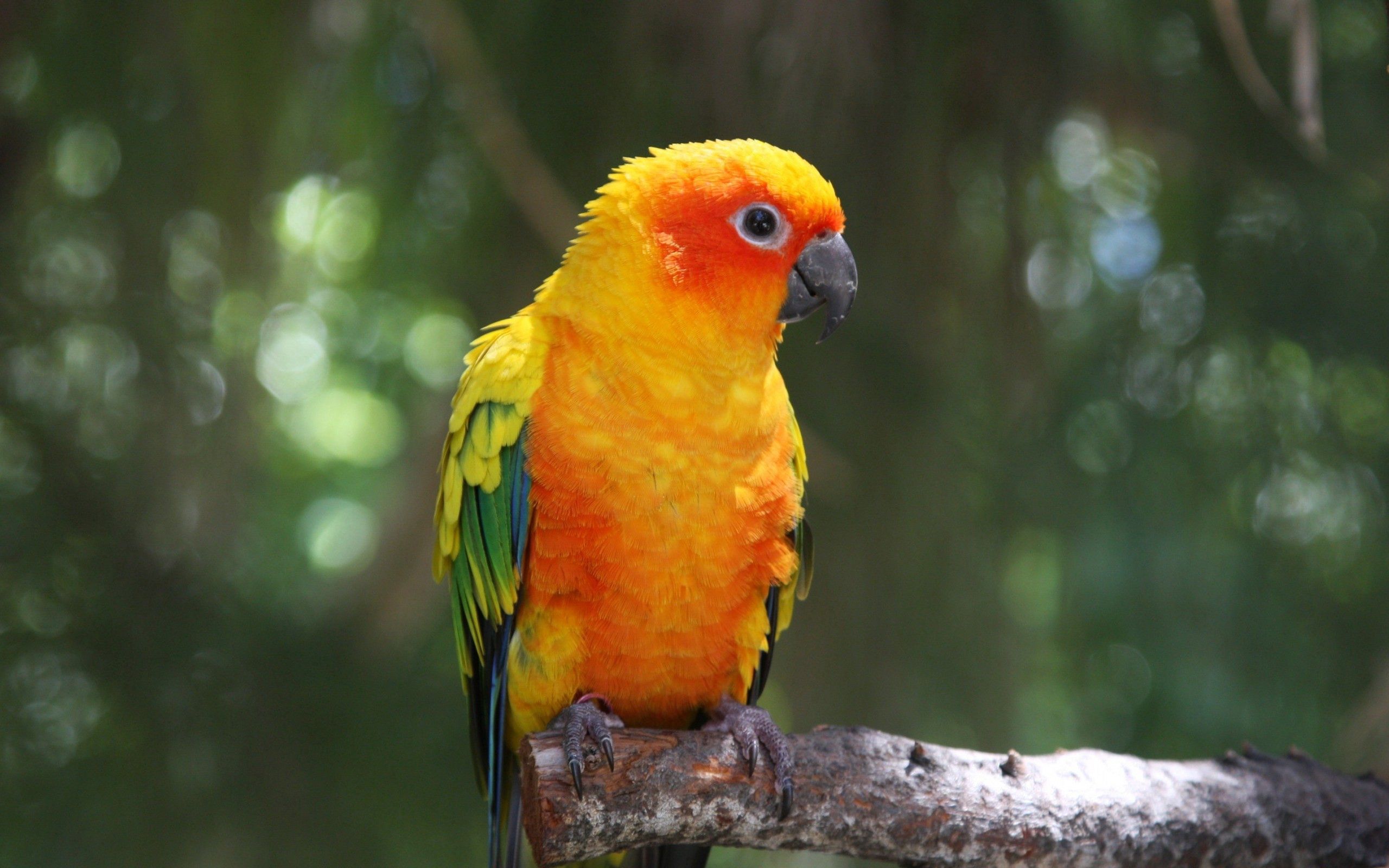 parrots, animals, bird, branch, color HD wallpaper
