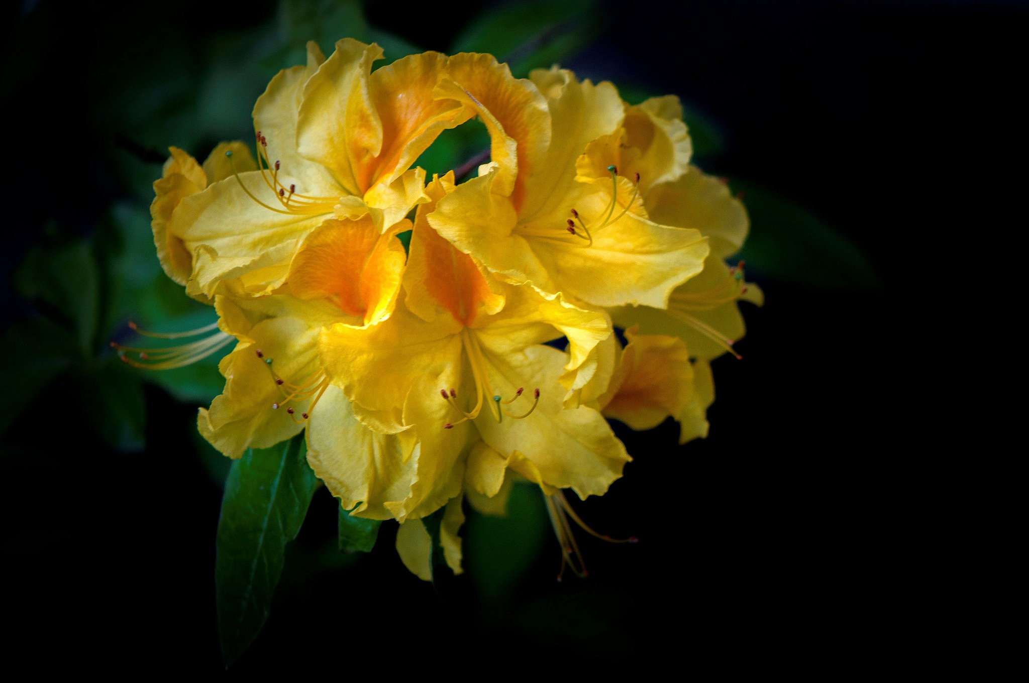485668 Hintergrundbilder und Rhododendron Bilder auf dem Desktop. Laden Sie  Bildschirmschoner kostenlos auf den PC herunter