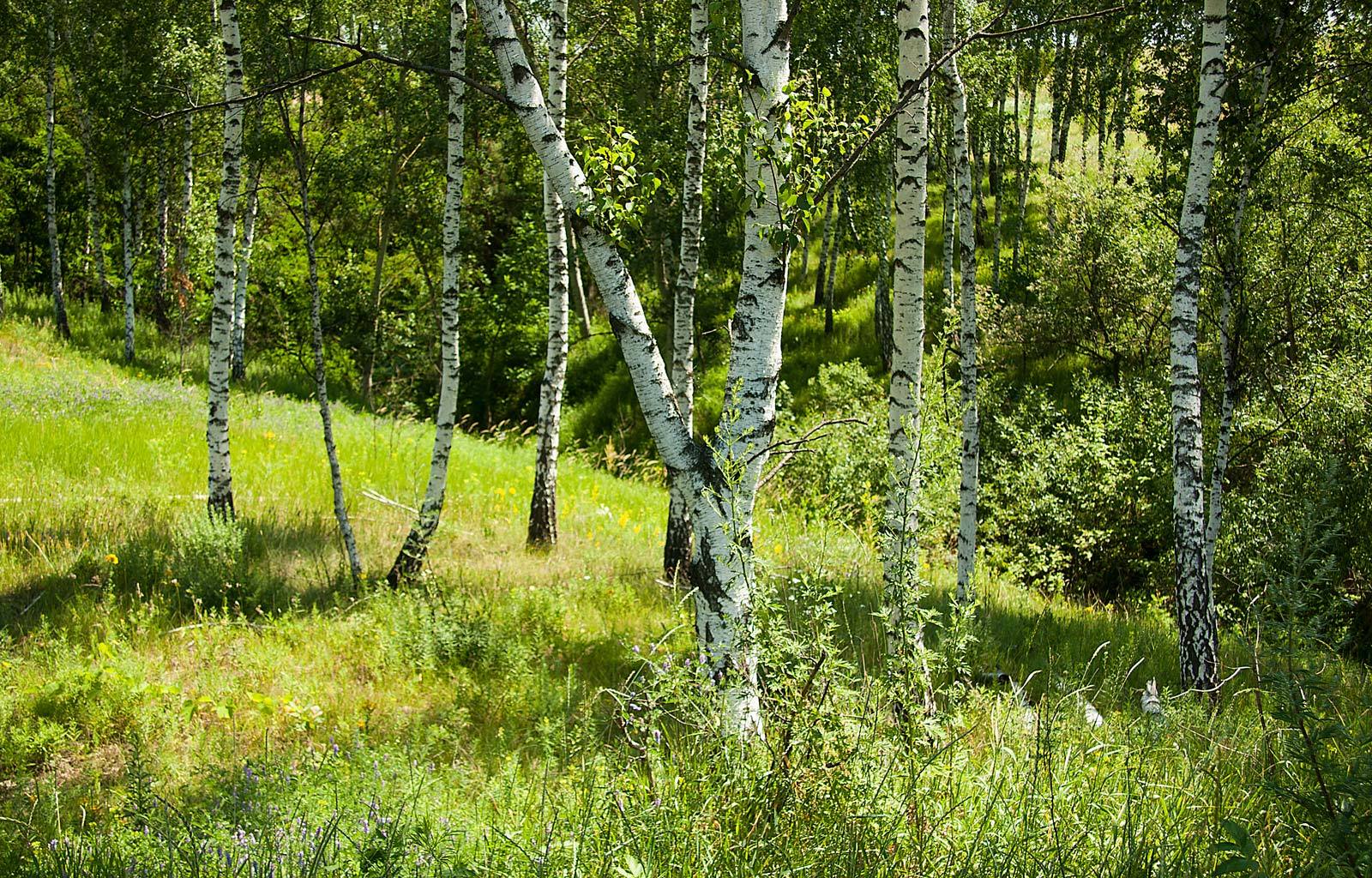 landscape, trees, grass, birches, green Aesthetic wallpaper
