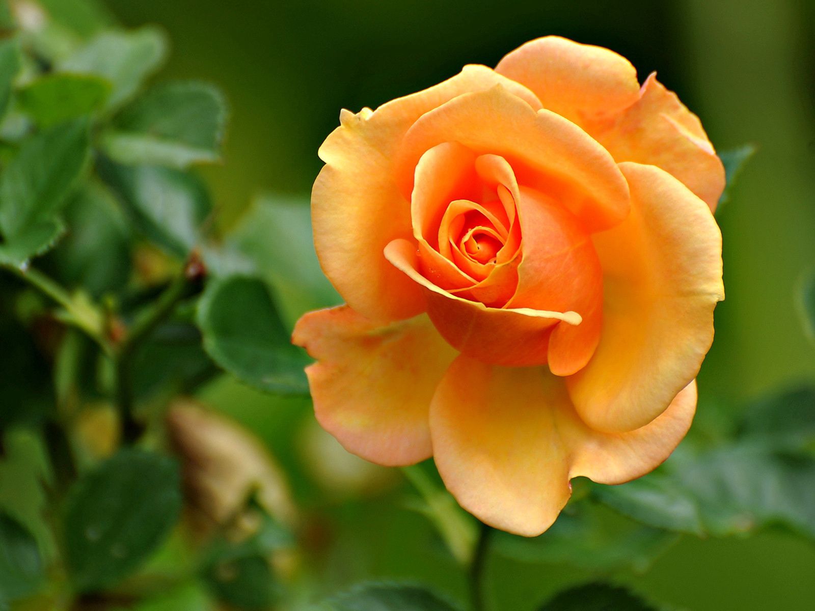 Téléchargez des papiers peints mobile Fleur, Brillant, Pétales, Une Rose, Fleurs, Rose gratuitement.