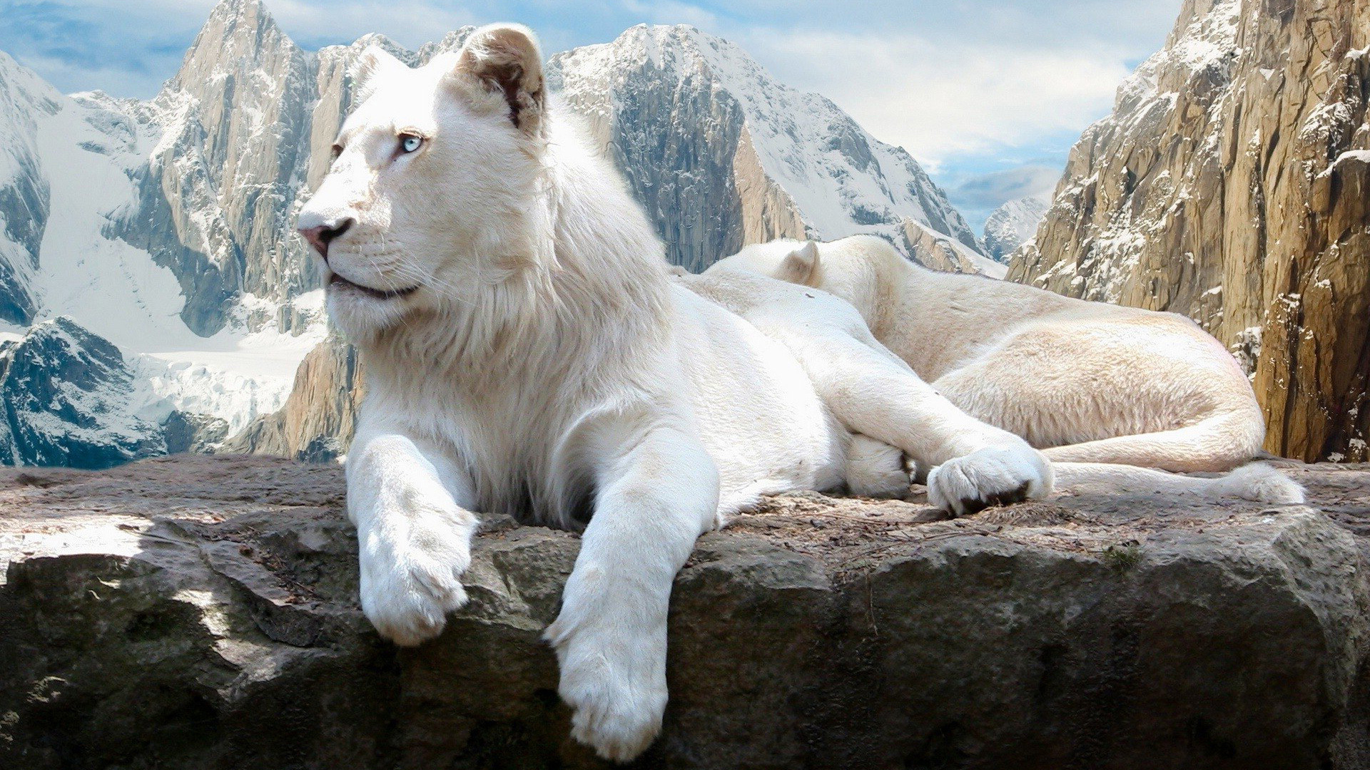 639717 descargar imagen león blanco, león, animales: fondos de pantalla y protectores de pantalla gratis
