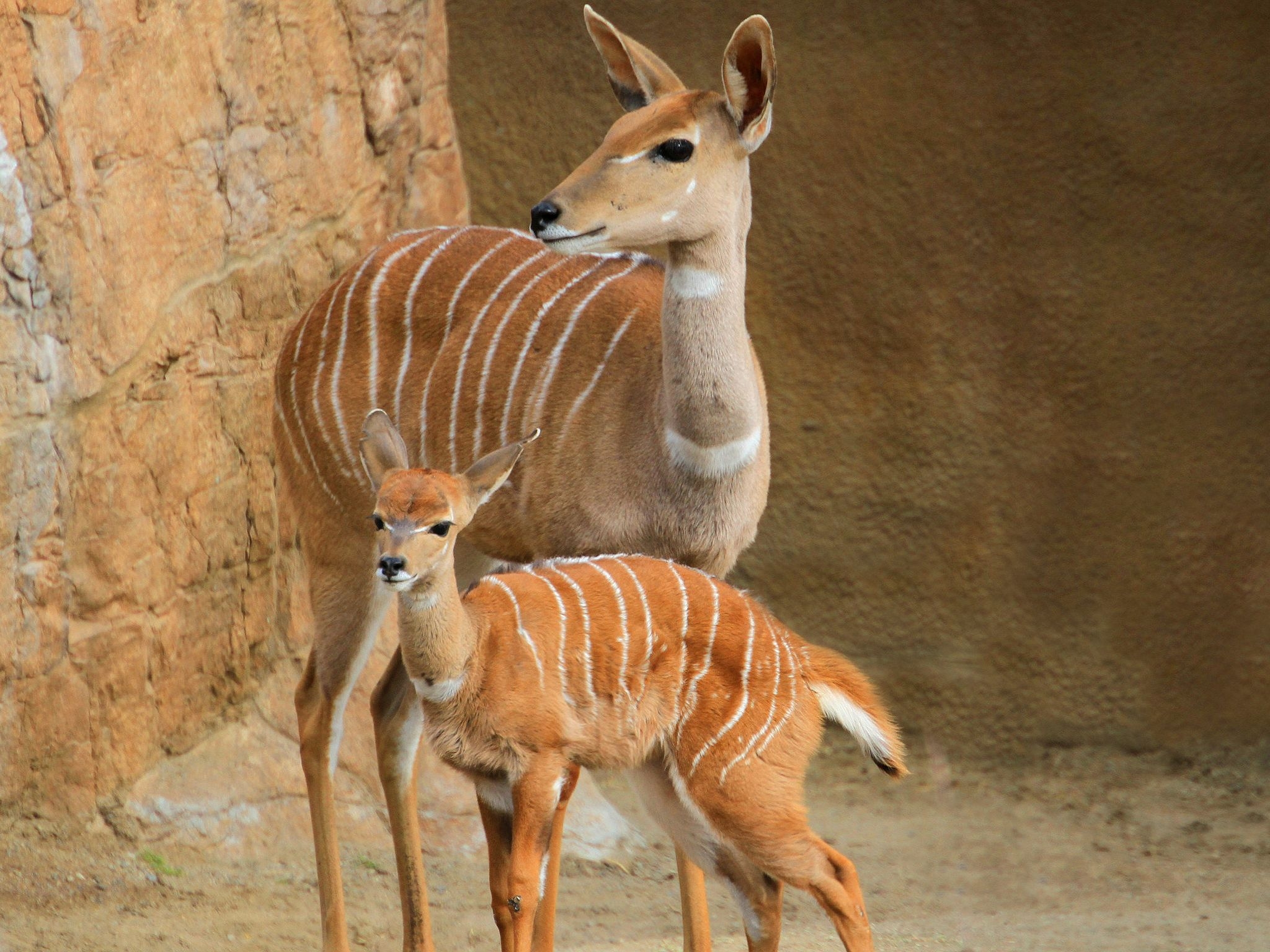 stroll, animals, young, couple, pair, joey, small kudu lock screen backgrounds
