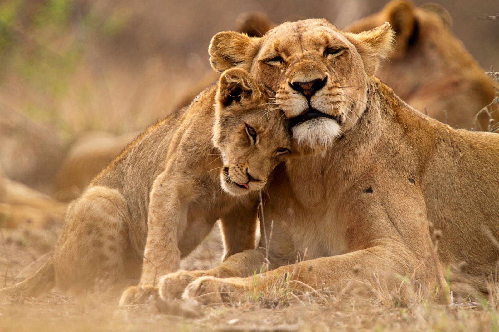 395140 скачать картинку детеныш, львица, животные, лев, детеныш животного, любовь, кошки - обои и заставки бесплатно