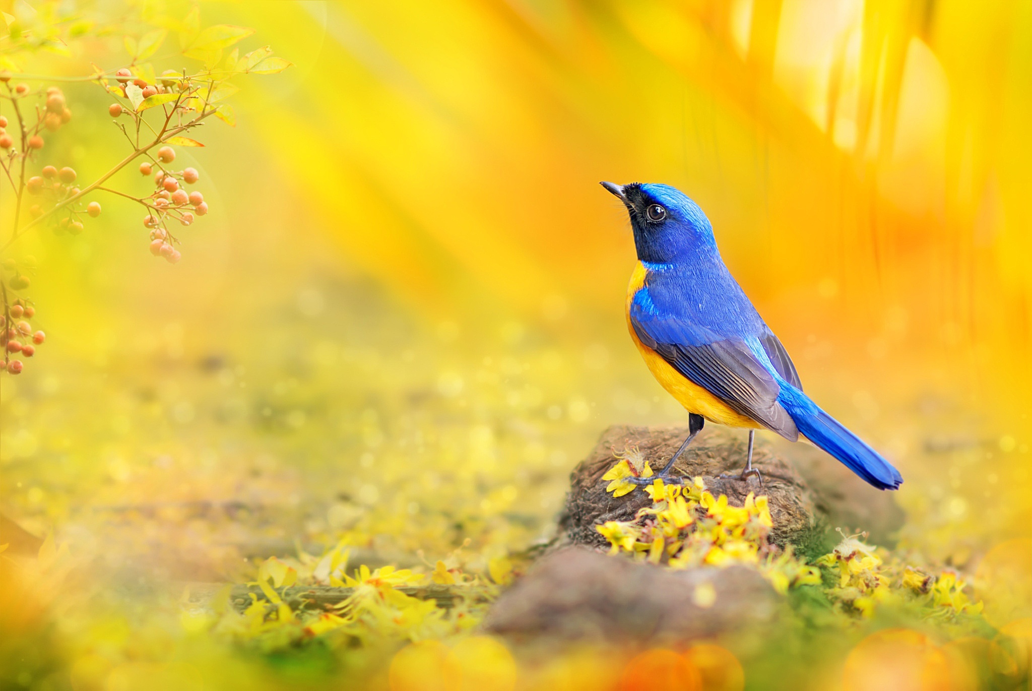 Сине желтая птичка