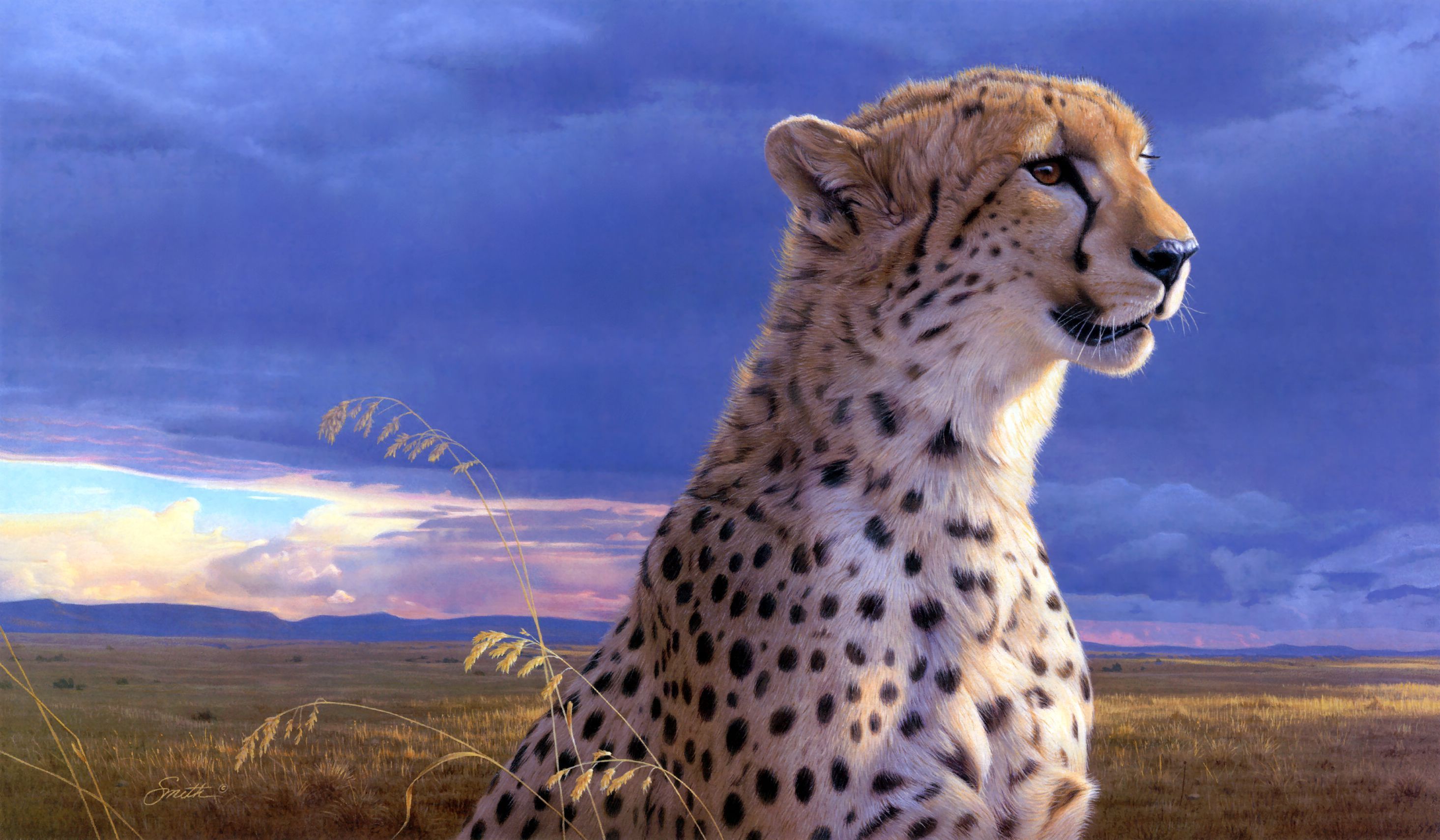 253430 免費下載壁紙 动物, 猎豹, 猫 屏保和圖片