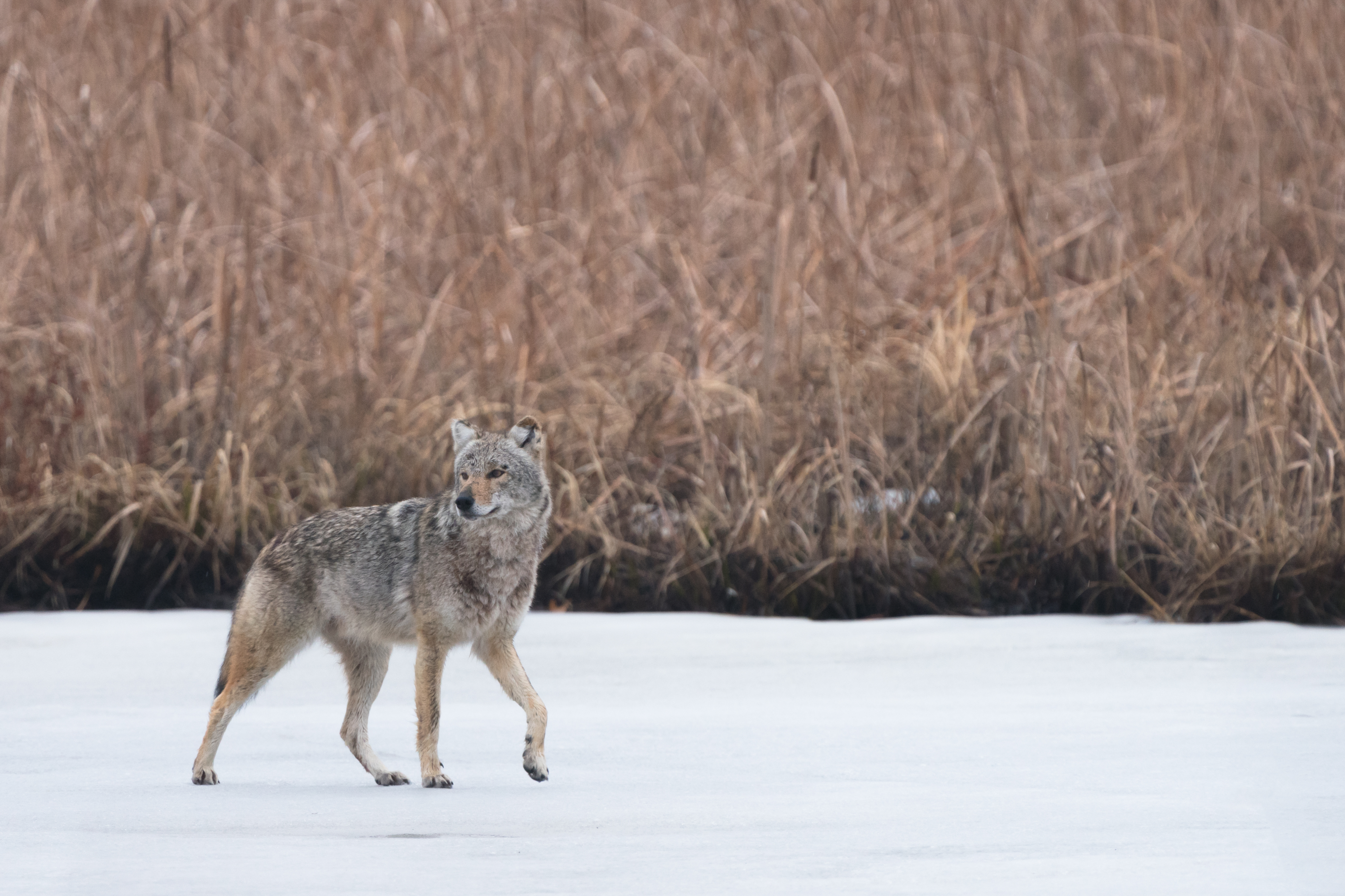 Download mobile wallpaper Coyote, Snow, Animals, Animal, Grey, Wildlife for free.