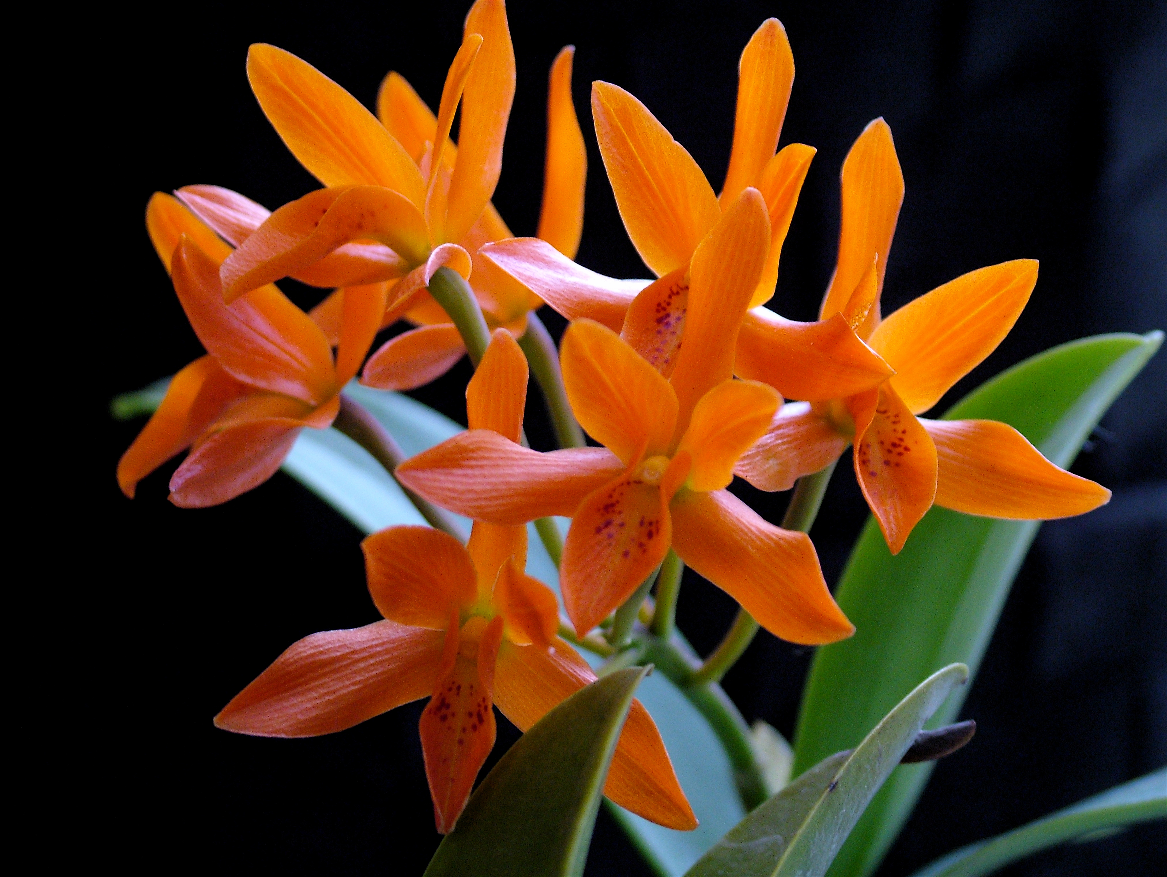 orchid, earth, flower, orange flower, flowers