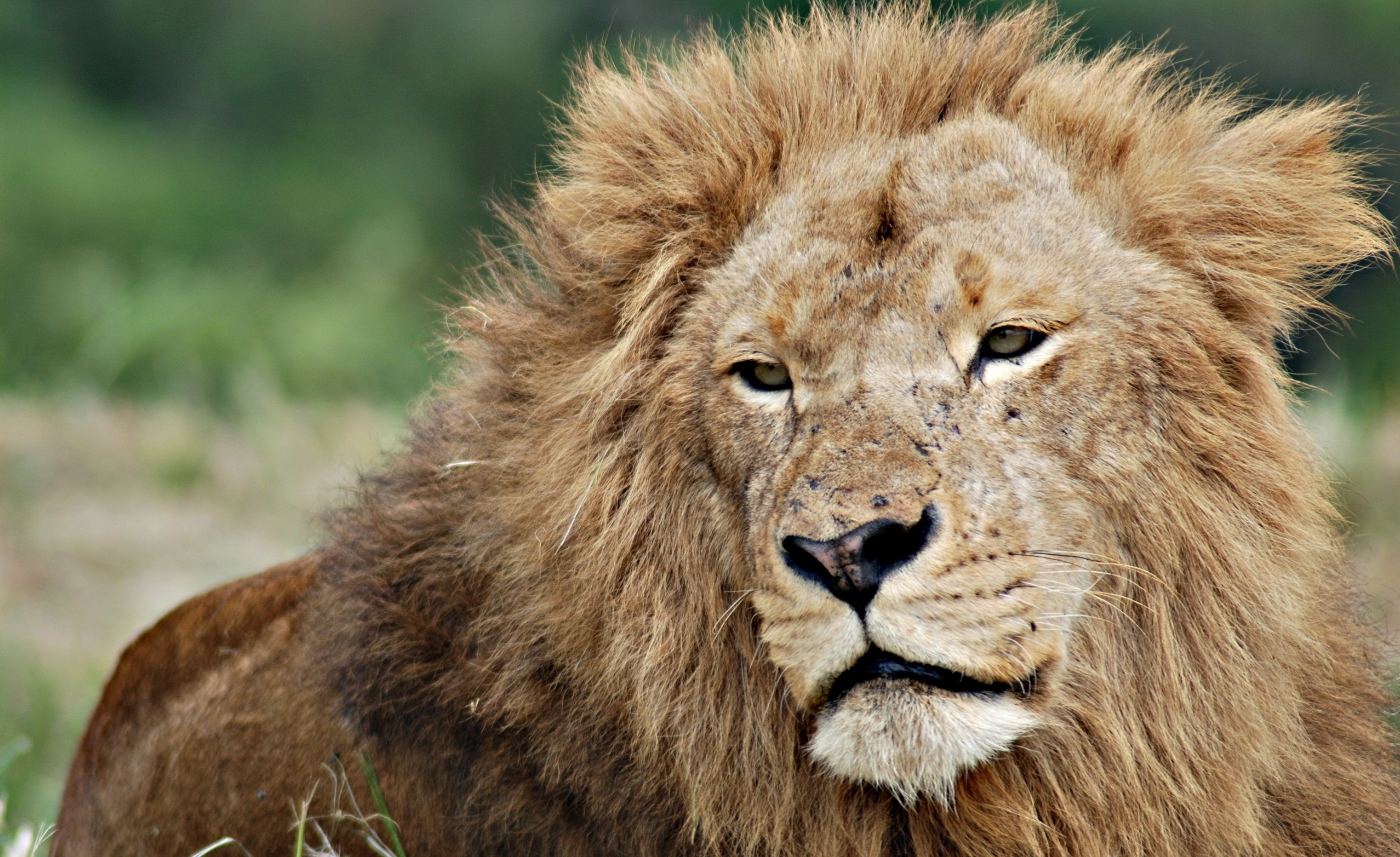 animals, muzzle, lion, sight, opinion, mane, king of beasts, king of the beasts HD wallpaper