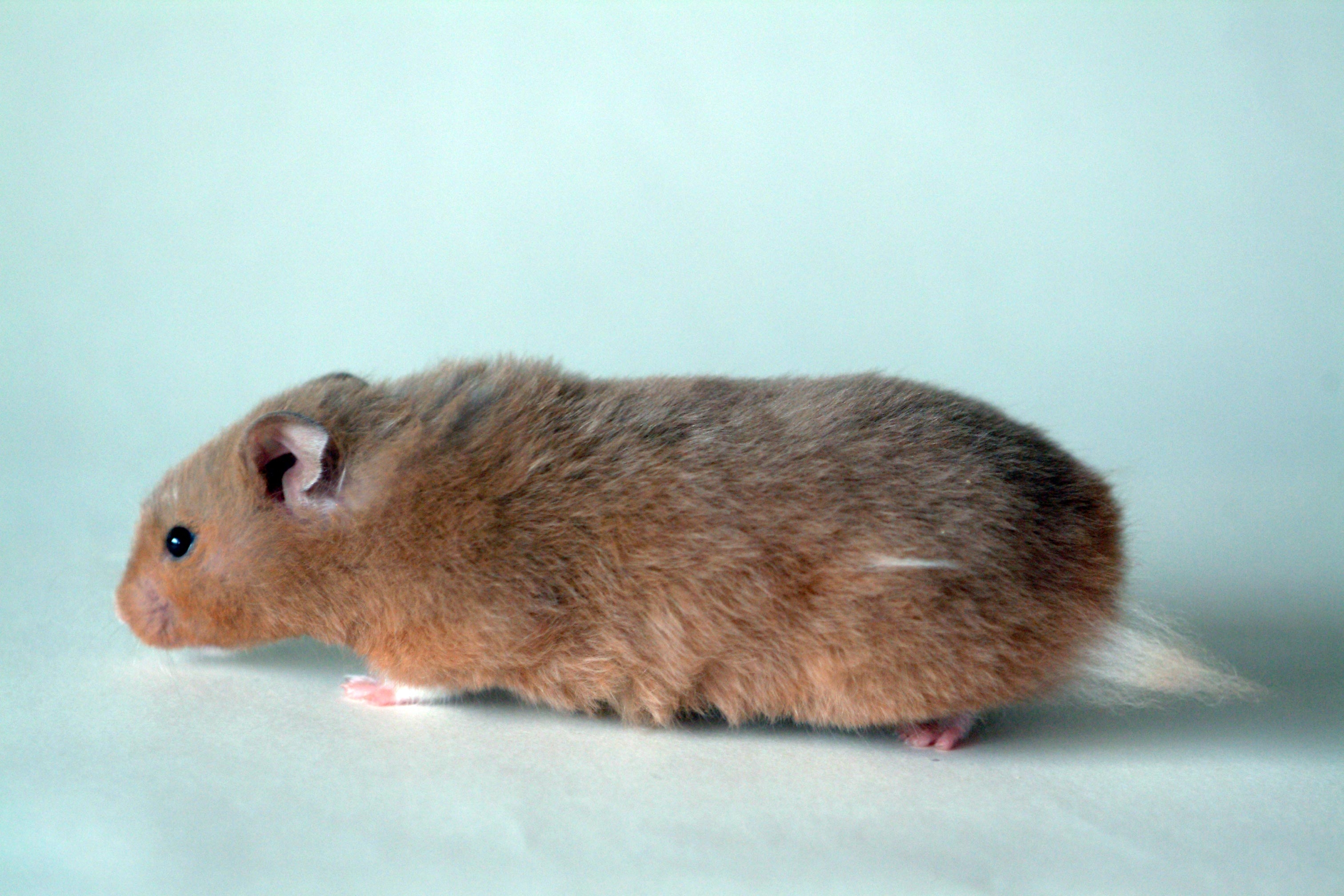 1920 x 1080 picture animals, fluffy, fat, thick, hamster