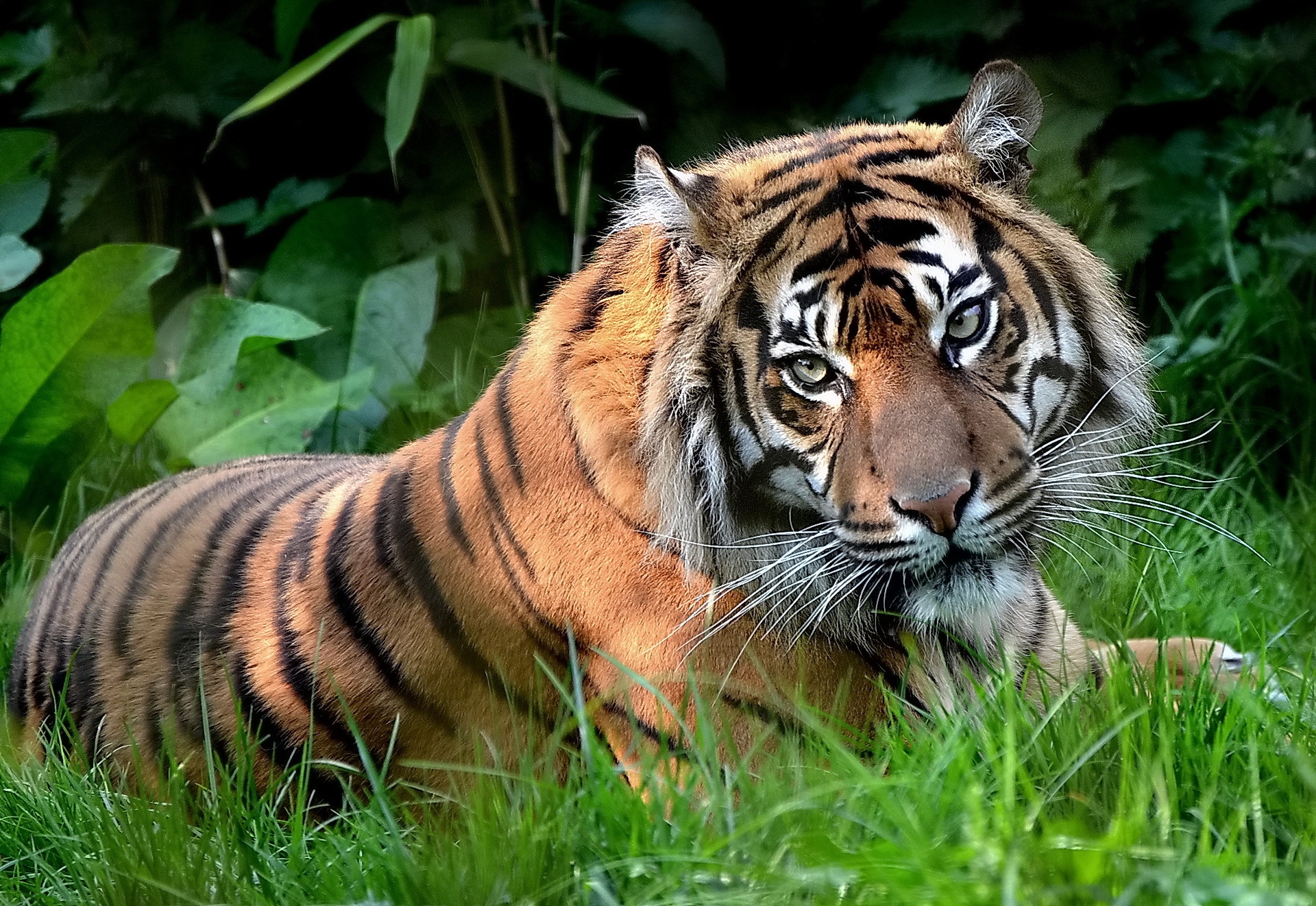 Download mobile wallpaper Lie, Predator, Sight, Grass, To Lie Down, Opinion, Animals, Tiger for free.