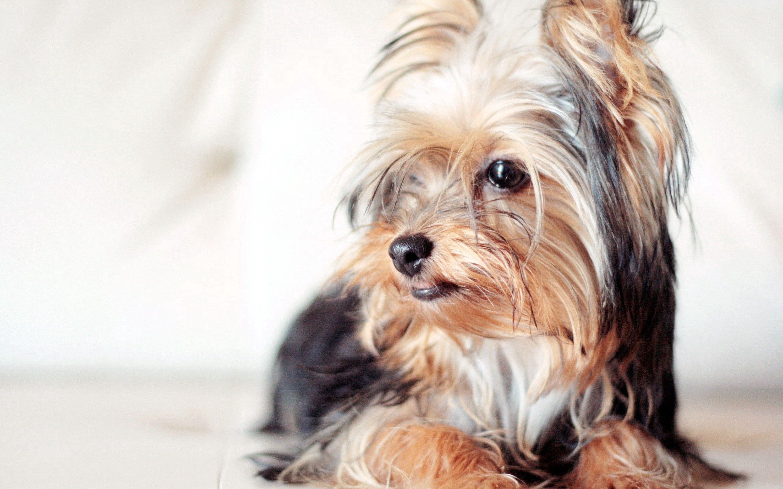 Handy-Wallpaper Tiere, Hund, Schnauze, Sicht, Flauschige, Yorkshire Terrier, Meinung kostenlos herunterladen.