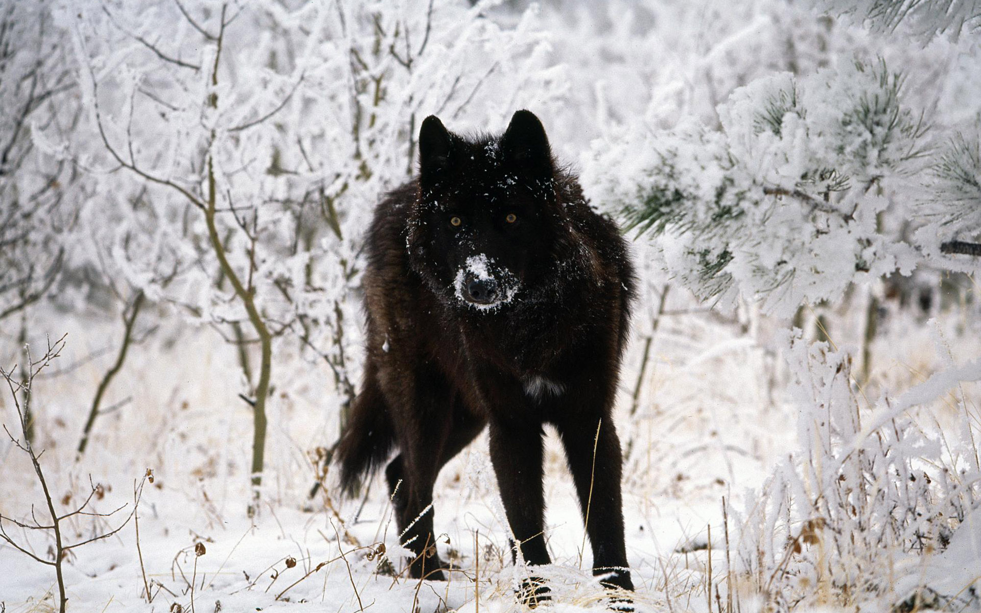 Волк одиночка в природе