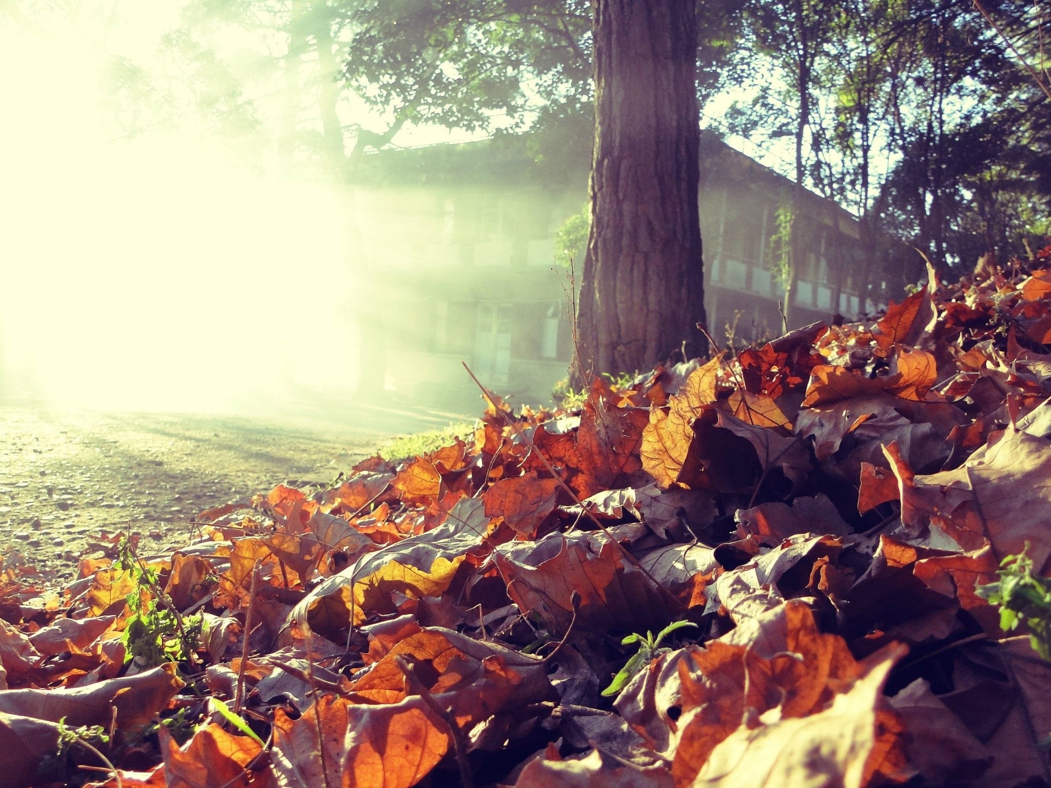 Laden Sie das Natur, Blätter, Scheinen, Holz, Haus, Baum, Licht, Land, Erde, Herbst-Bild kostenlos auf Ihren PC-Desktop herunter