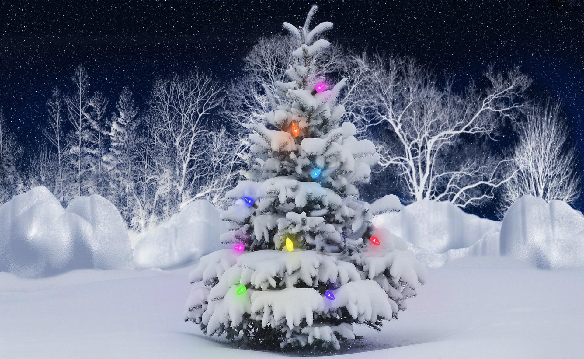 holidays, hoarfrost, trees, snow, frost, christmas tree, garland images