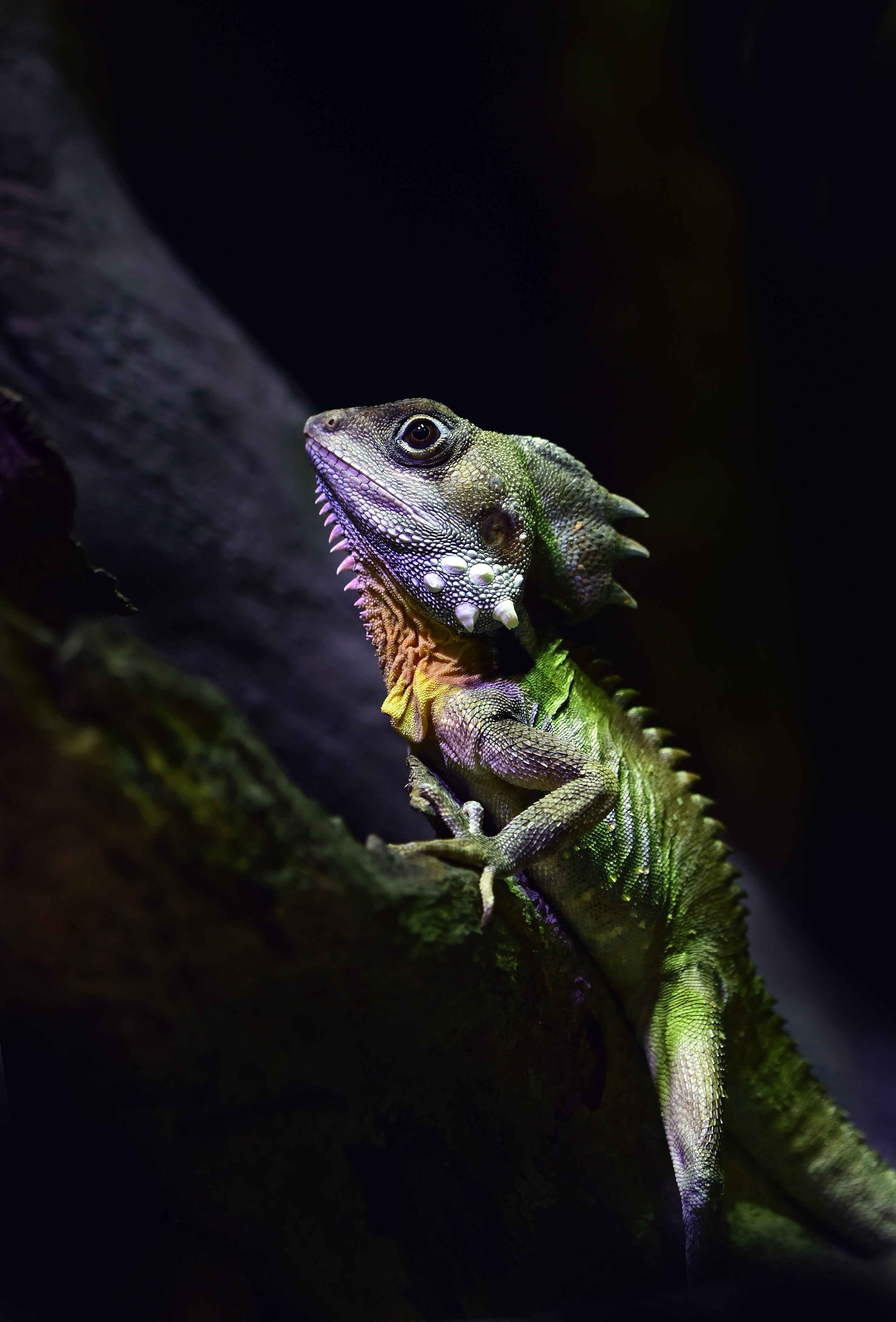 154549 Hintergrundbild herunterladen tiere, eidechse, reptil, reptile, australischer walddrache, australian forest dragon - Bildschirmschoner und Bilder kostenlos