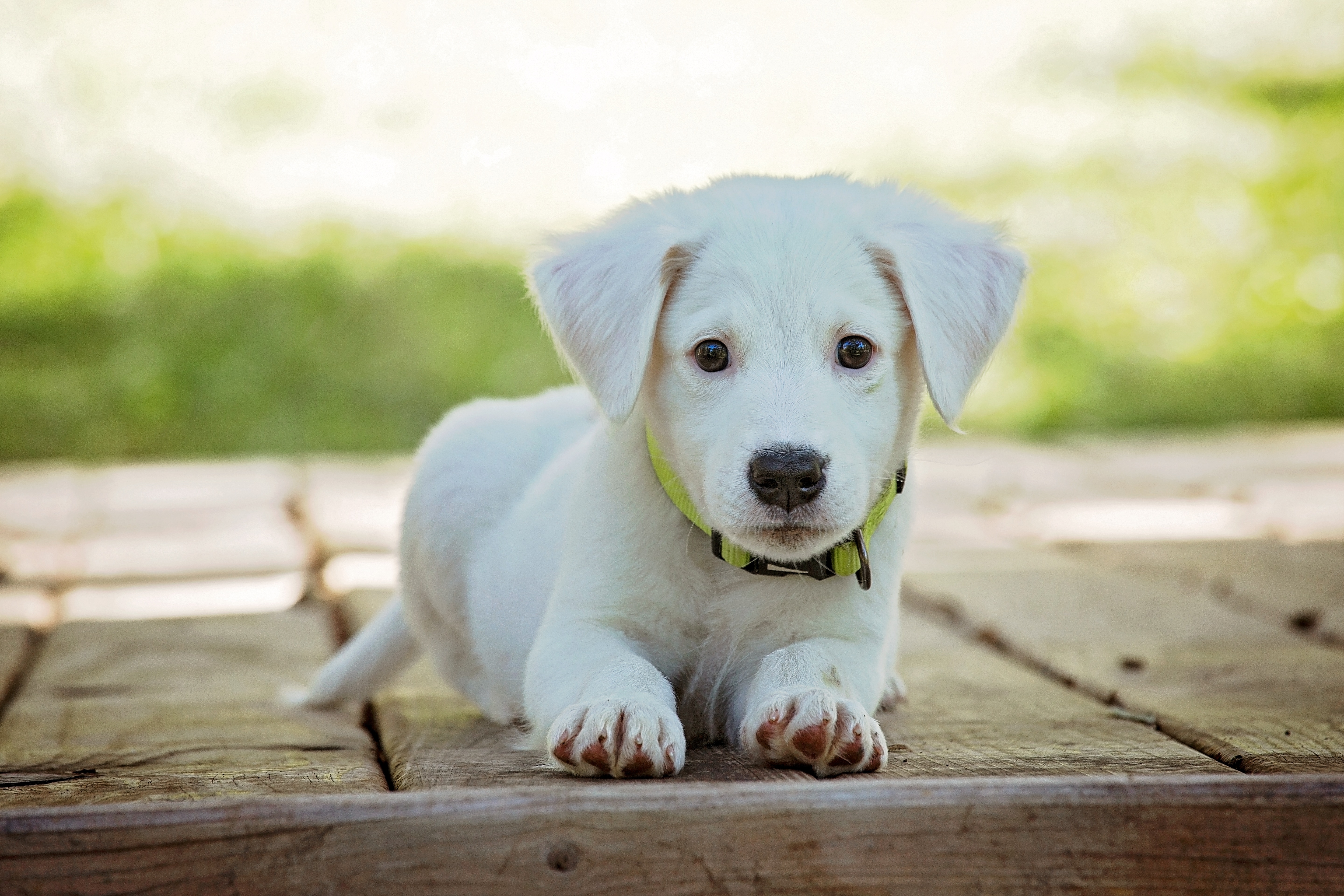 puppy, animals, white, lies, dog lock screen backgrounds