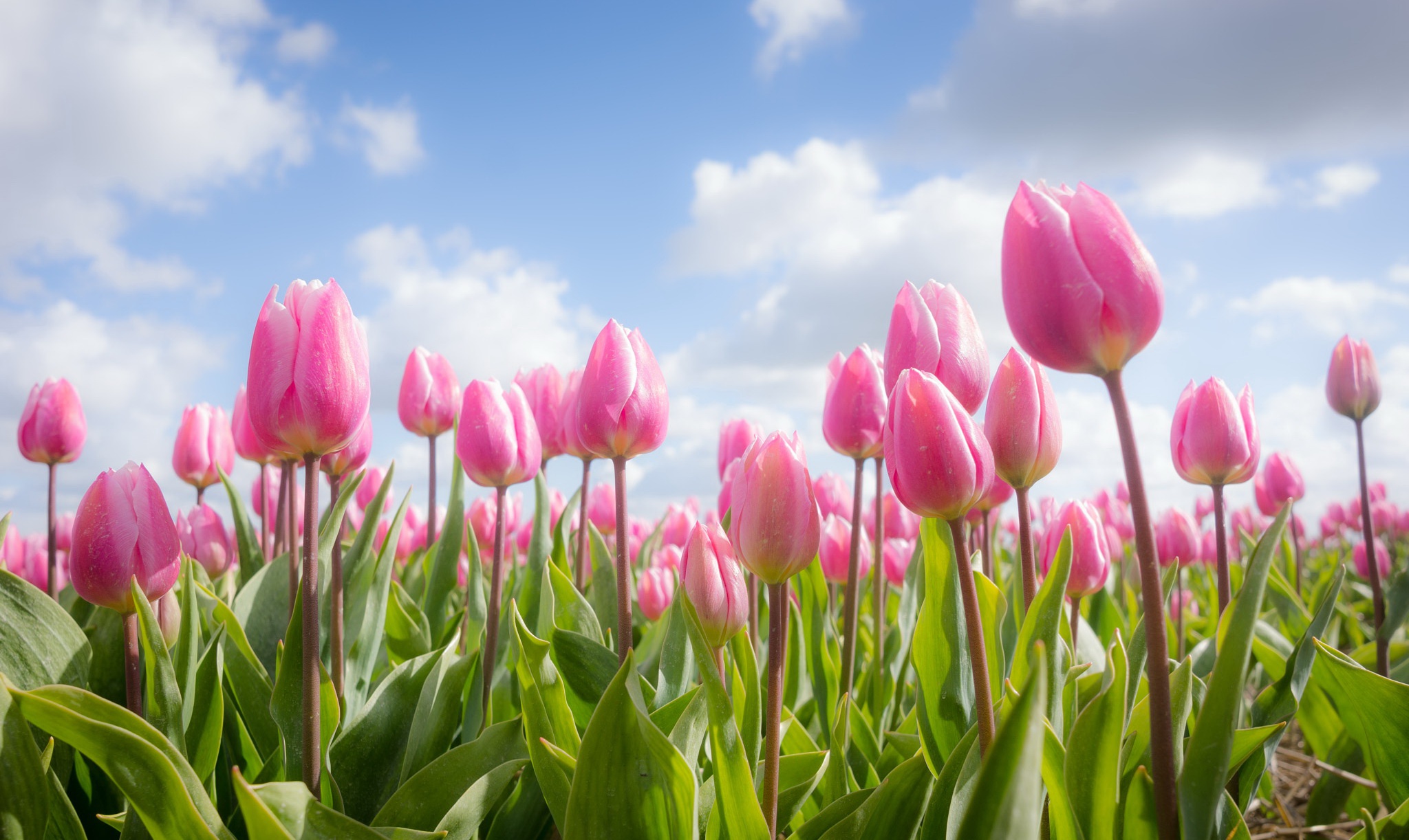 Tulip  desktop Images