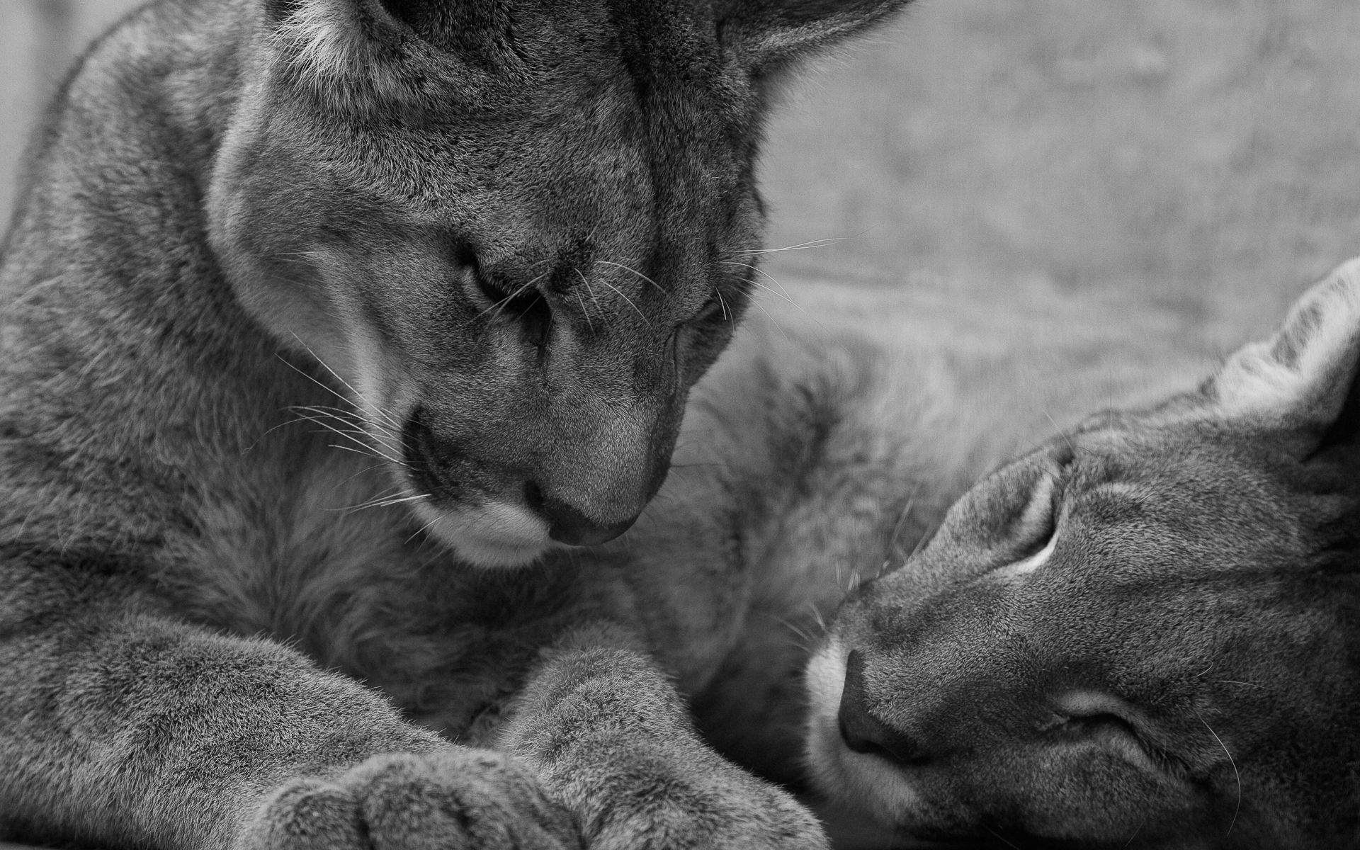 care, lions, animals, to lie down, lie, muzzle, bw, chb lock screen backgrounds
