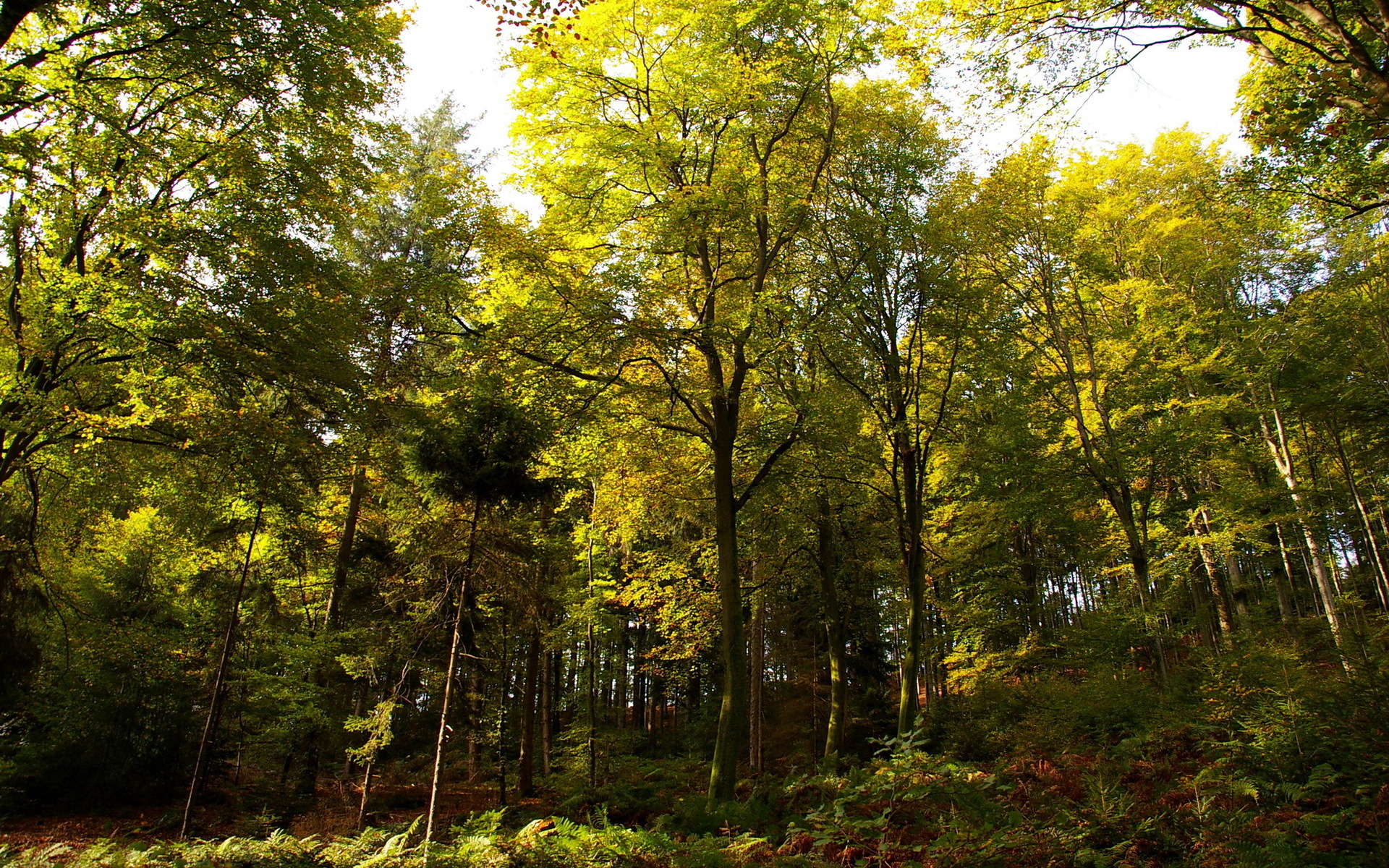Широколиственные леса Германии