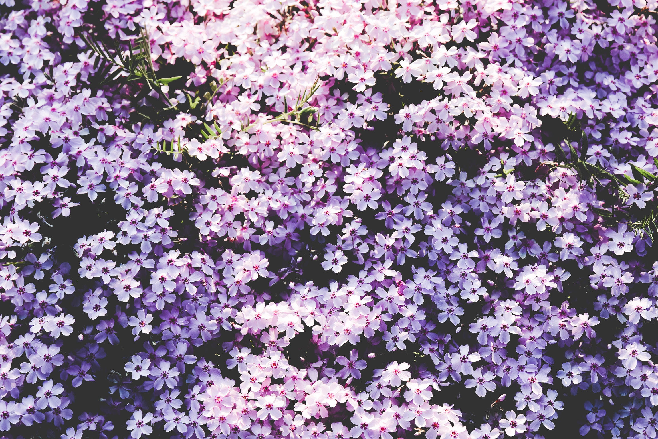 flowers, lilac, polyana, glade 32K