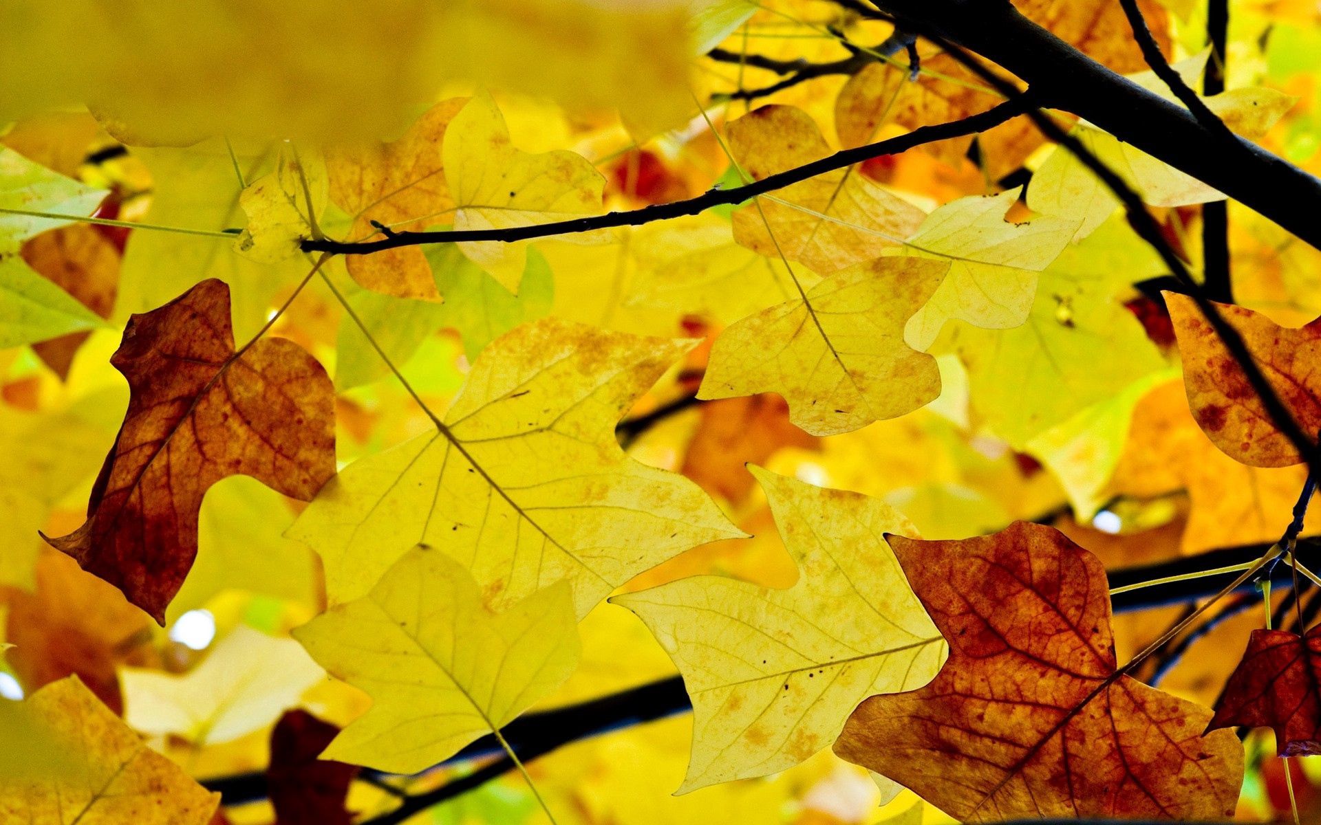 58361 скачать обои природа, осень, листья, желтые, сухие, ветви - заставки и картинки бесплатно