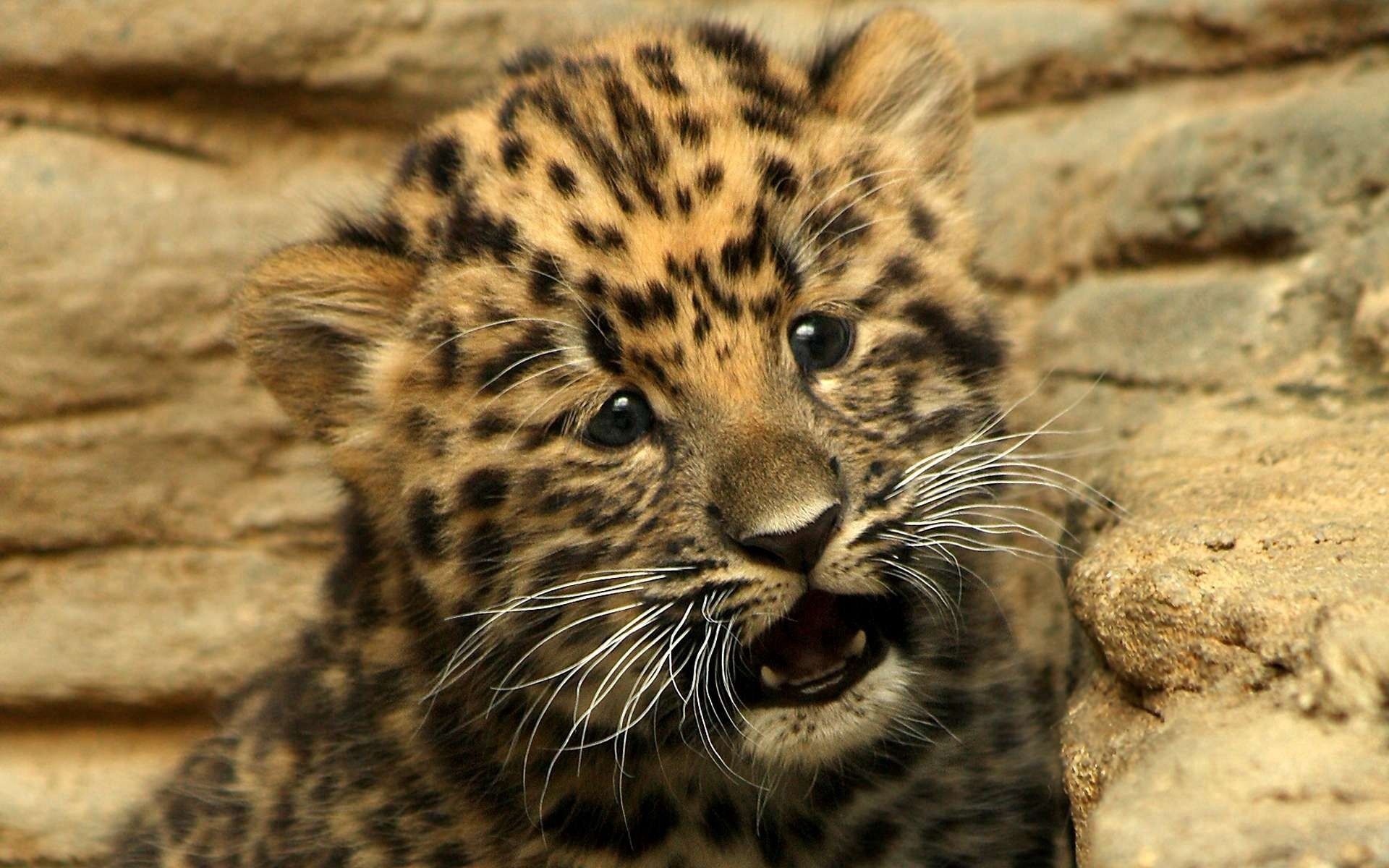 Download mobile wallpaper Young, Joey, Small, Kitty, Animals, Cat, Kitten, Cheetah for free.