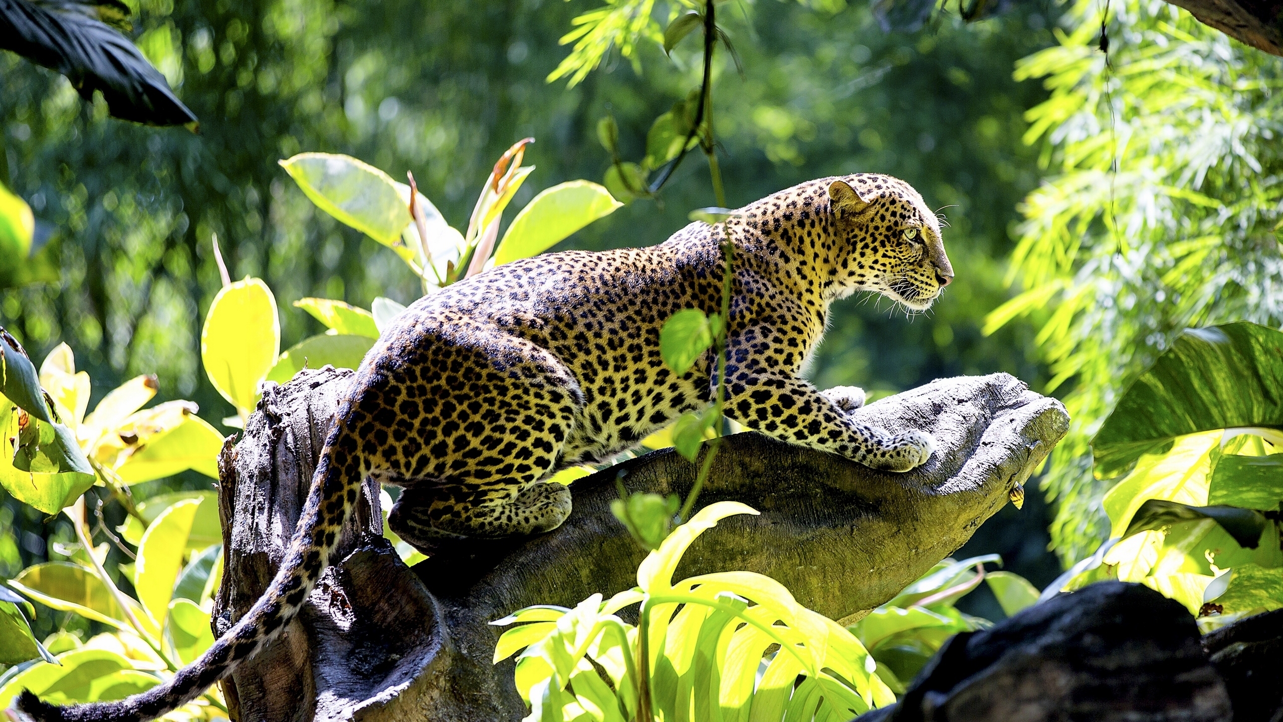 1499244 免費下載壁紙 动物, 豹, 散景, 丛林 屏保和圖片